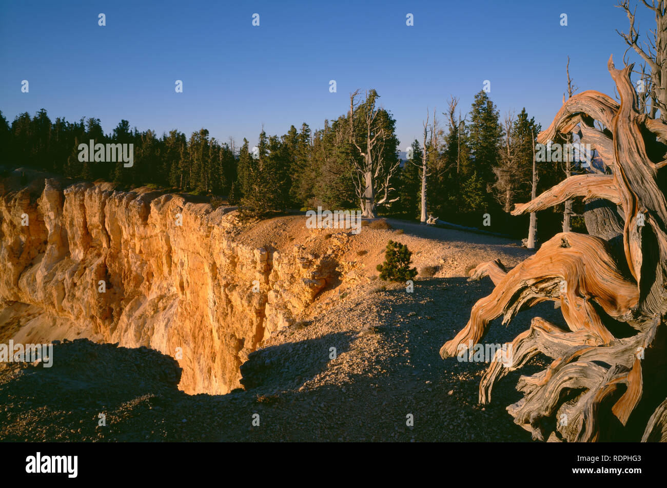 USA, Utah, Bryce Canyon National Park, Sunset on the Pink Cliffs and bristlecone pine snag, Bristlecone Loop Trail, near Yovimpa Point. Stock Photo