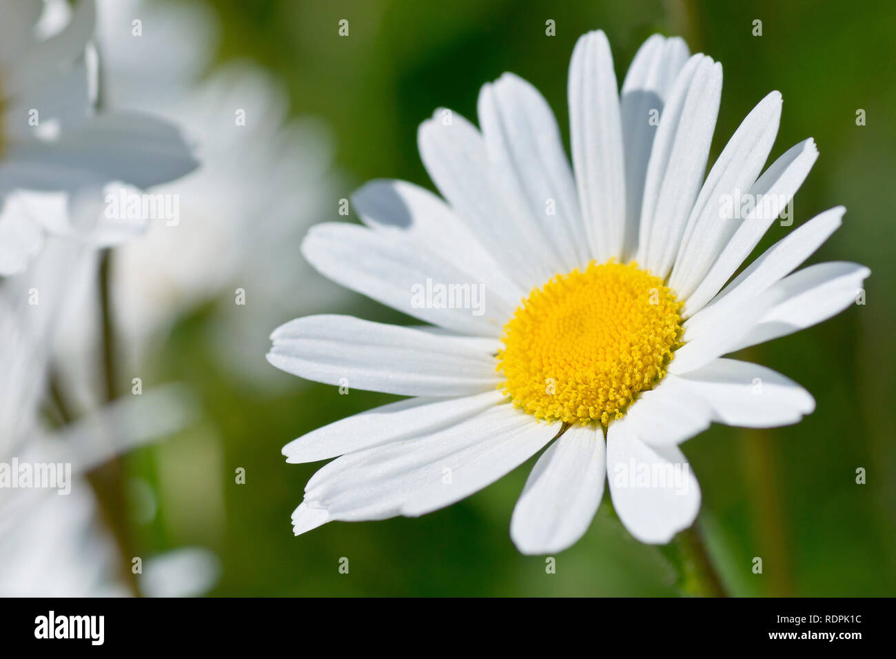 Oxeye Daisy, Dog Daisy or Marguerite (leucanthemum vulgare, also chrysanthemum leucanthemum), close up a single flower out of many. Stock Photo