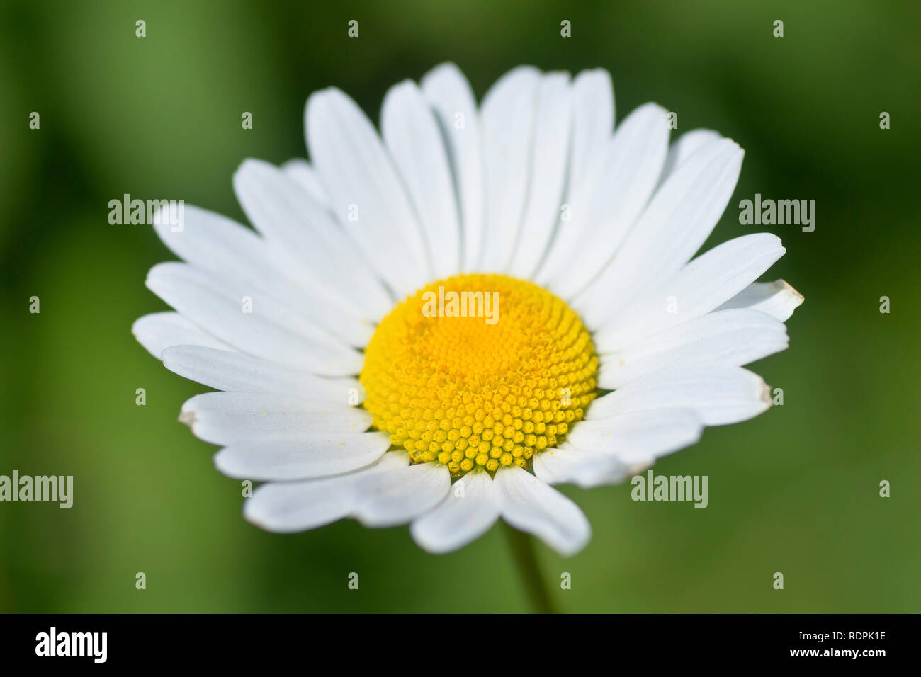 Oxeye Daisy, Dog Daisy or Marguerite (leucanthemum vulgare, also chrysanthemum leucanthemum), close up a single flower. Stock Photo