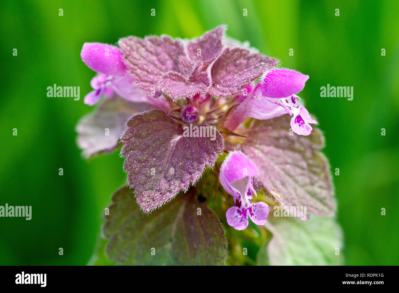 Red Deadnettle (lamium purpureum), close up of the top of a plant showing the leaves and flowers. Stock Photo