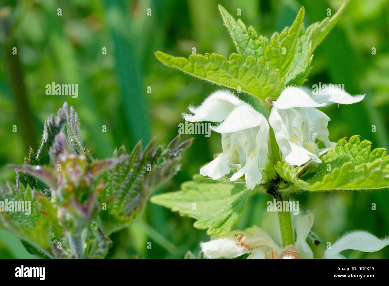 White Deadnettle (lamium album), close up of a solitary flower head. Stock Photo