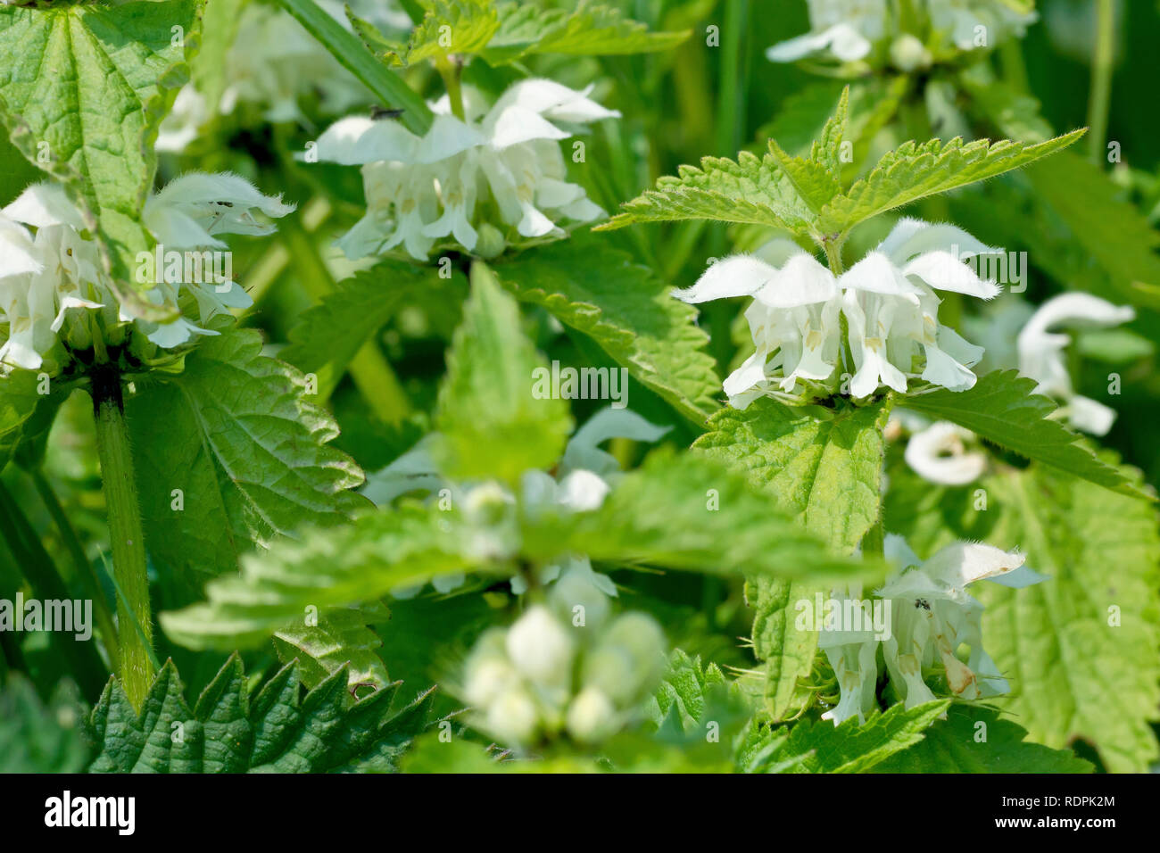 White Deadnettle (lamium album), close up of a single flower head out of many. Stock Photo