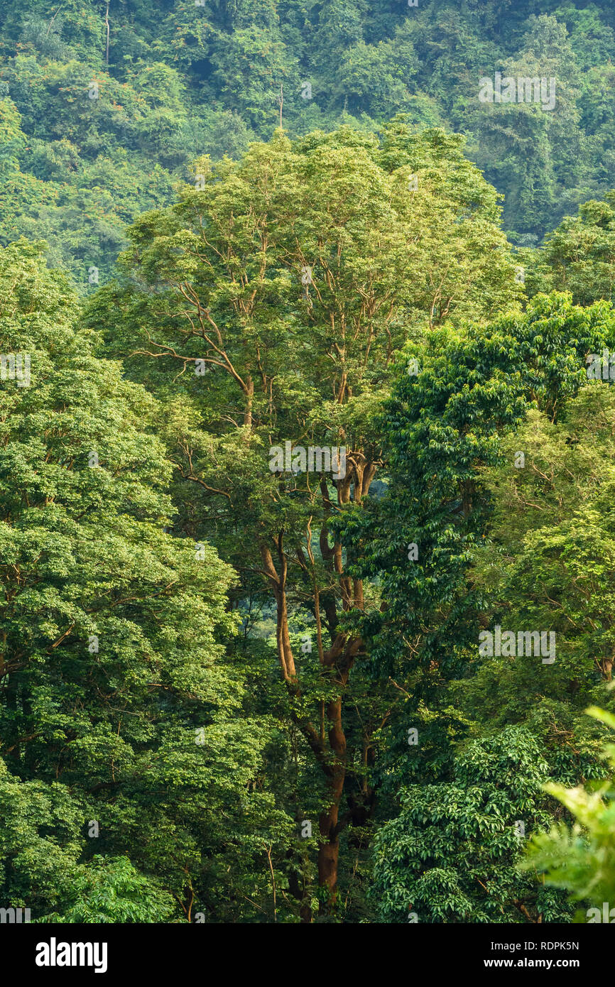 Nilgiri Hills, rainforest, Tamil Nadu, India Stock Photo
