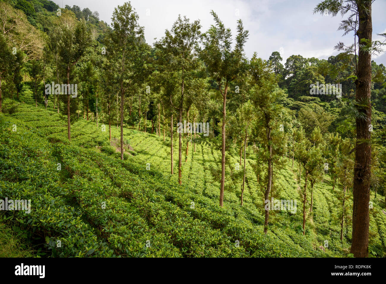 Forest Nilgiri Hills High Resolution Stock Photography and Images - Alamy