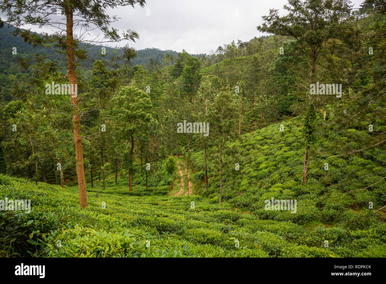 Nilgiri Hills, rainforest and tea plantations, EcoScape, Tamil Nadu