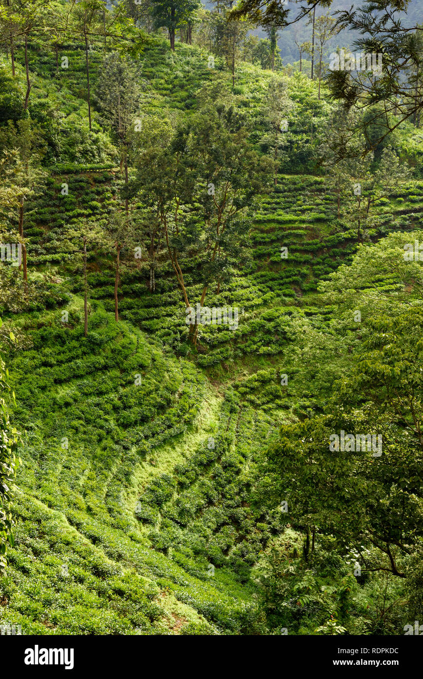 Nilgiri tea hires stock photography and images Alamy