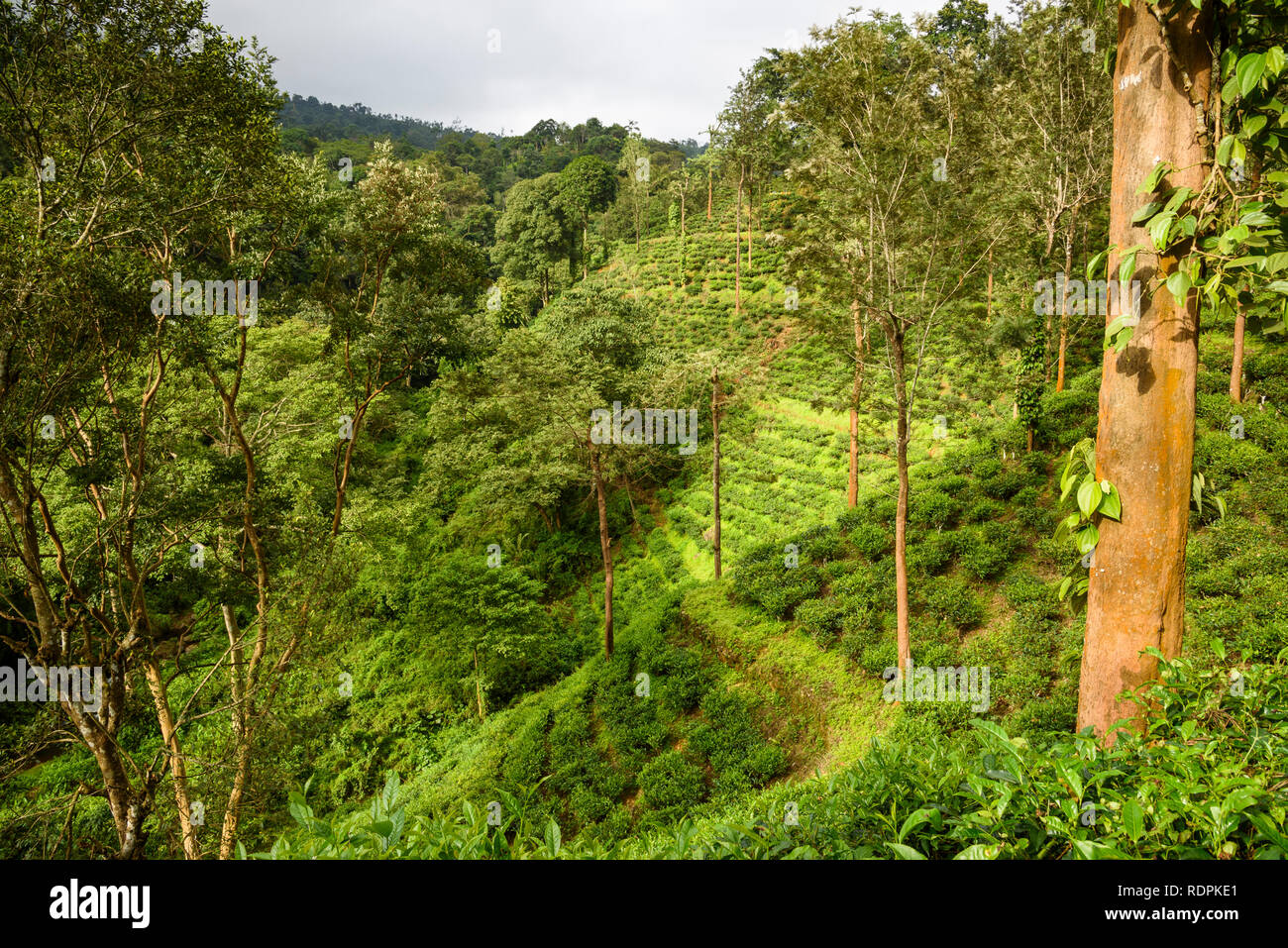 Nilgiri Hills, rainforest and tea plantations, EcoScape, Tamil Nadu, India Stock Photo