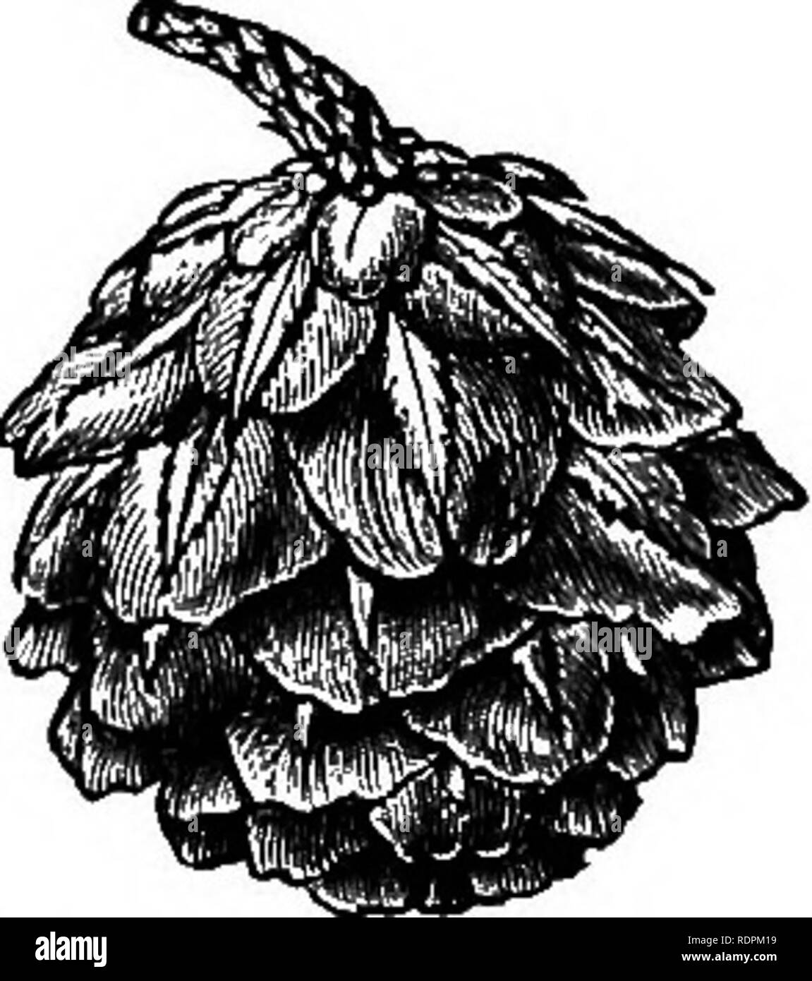 . A manual of the Coniferae, containing a general review of the order; a synopsis of the hardy kinds cultivated in Great Britain; their place and use in horticulture, etc., etc. With numerous woodcuts and illustrations. Conifers; Evergreens. Fig. 33.—Foliage of Abies tsuga. Natural size. Fig. 34.—Cone of Abies tsuga. leaves being emarginate instead of being simply obtuse without emargination, and the scales of the cones orbicular and not wedge- shaped.&quot; * Habitat.—Japan; common in the mountain forests from 3,000 to 6,000 feet of elevation. Introduced into Europe in 1853 by the late Dr. Si Stock Photo