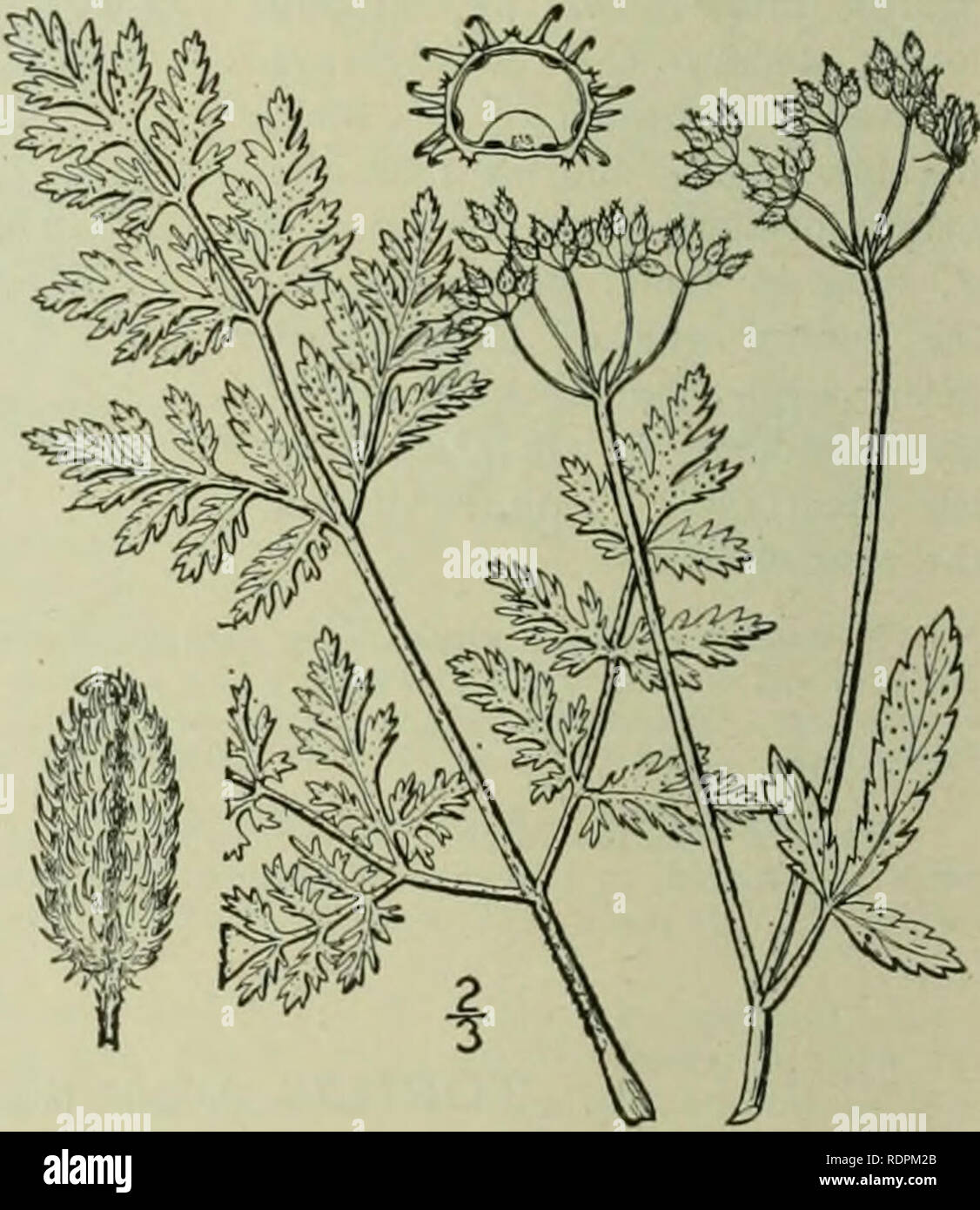 . An illustrated flora of the northern United States, Canada and the British possessions : from Newfoundland to the parallel of the southern boundary of Virginia and from the Atlantic Ocean westward to the 102nd meridian. Botany. I, Torilis nodosa (L.J Gaertn. Knotted Hedge- Parsley. Fig. 3105. Tonlylium nodosum L. Sp. PI. 240. 1753. Caucalis nodosa Huds. Fl. Angl. Ed. 2, 114. 1778. Torilis nodosa Gaertn. Fruct. &amp; Sem. i : 82. fl. 20. f. 6. Decumbent and spreading, branched at the base, the branches 6'-i2' long. Leaves bipinnate, the segments linear-oblong, acute, entire or dentate; umbels Stock Photo