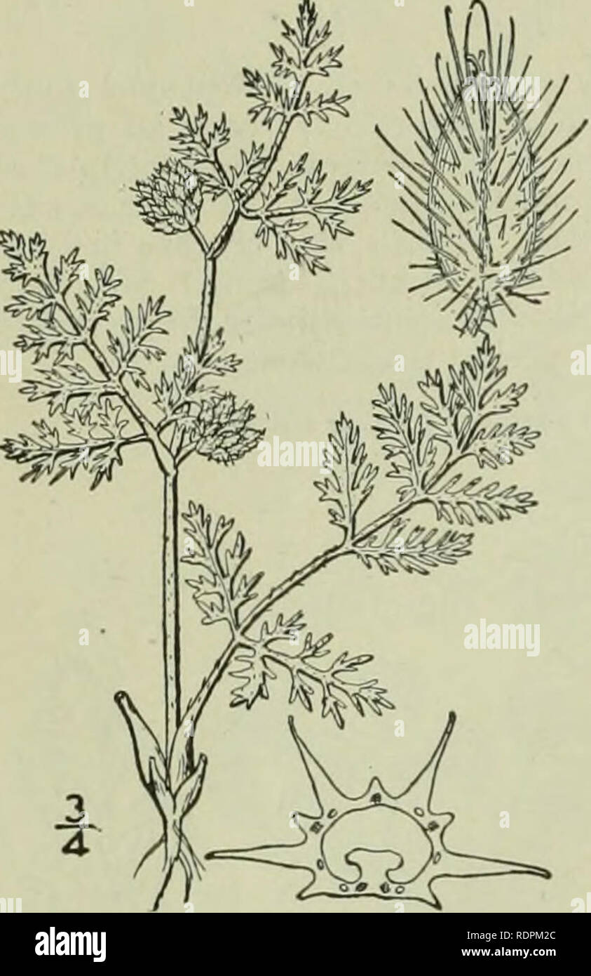 . An illustrated flora of the northern United States, Canada and the British possessions : from Newfoundland to the parallel of the southern boundary of Virginia and from the Atlantic Ocean westward to the 102nd meridian. Botany. AMMIACEAE.. I, Torilis nodosa (L.J Gaertn. Knotted Hedge- Parsley. Fig. 3105. Tonlylium nodosum L. Sp. PI. 240. 1753. Caucalis nodosa Huds. Fl. Angl. Ed. 2, 114. 1778. Torilis nodosa Gaertn. Fruct. &amp; Sem. i : 82. fl. 20. f. 6. Decumbent and spreading, branched at the base, the branches 6'-i2' long. Leaves bipinnate, the segments linear-oblong, acute, entire or den Stock Photo