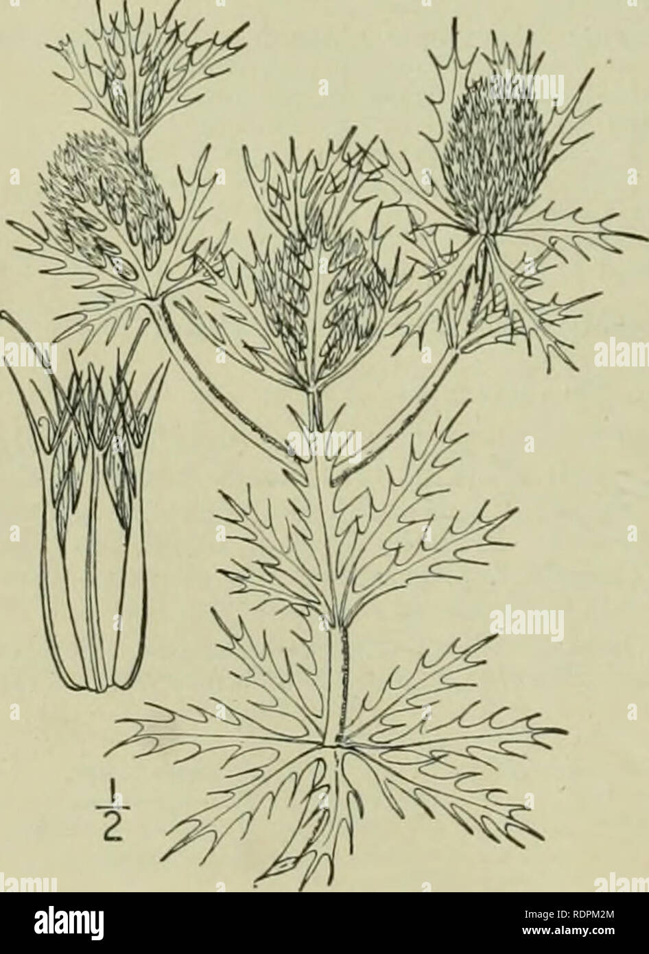 . An illustrated flora of the northern United States, Canada and the British possessions : from Newfoundland to the parallel of the southern boundary of Virginia and from the Atlantic Ocean westward to the 102nd meridian. Botany. AMMIACEAE. Vol. I I. Eryngium aquaticum L. Rattlesnake- master. Button Snakeroot. Fig. 3096. E. yiiccaefoliitm Michx. Fl. Bor. Am, 164. 1803. Stout, 2°-6° high, glabrous; stem sriate, simple, or branched above. Leaves elongated-hnear, acuminate at the apex, mostly clasping at the base, finely parellel-veincd, the lower sometimes 3° long and l¥ wide, the upper smaller, Stock Photo