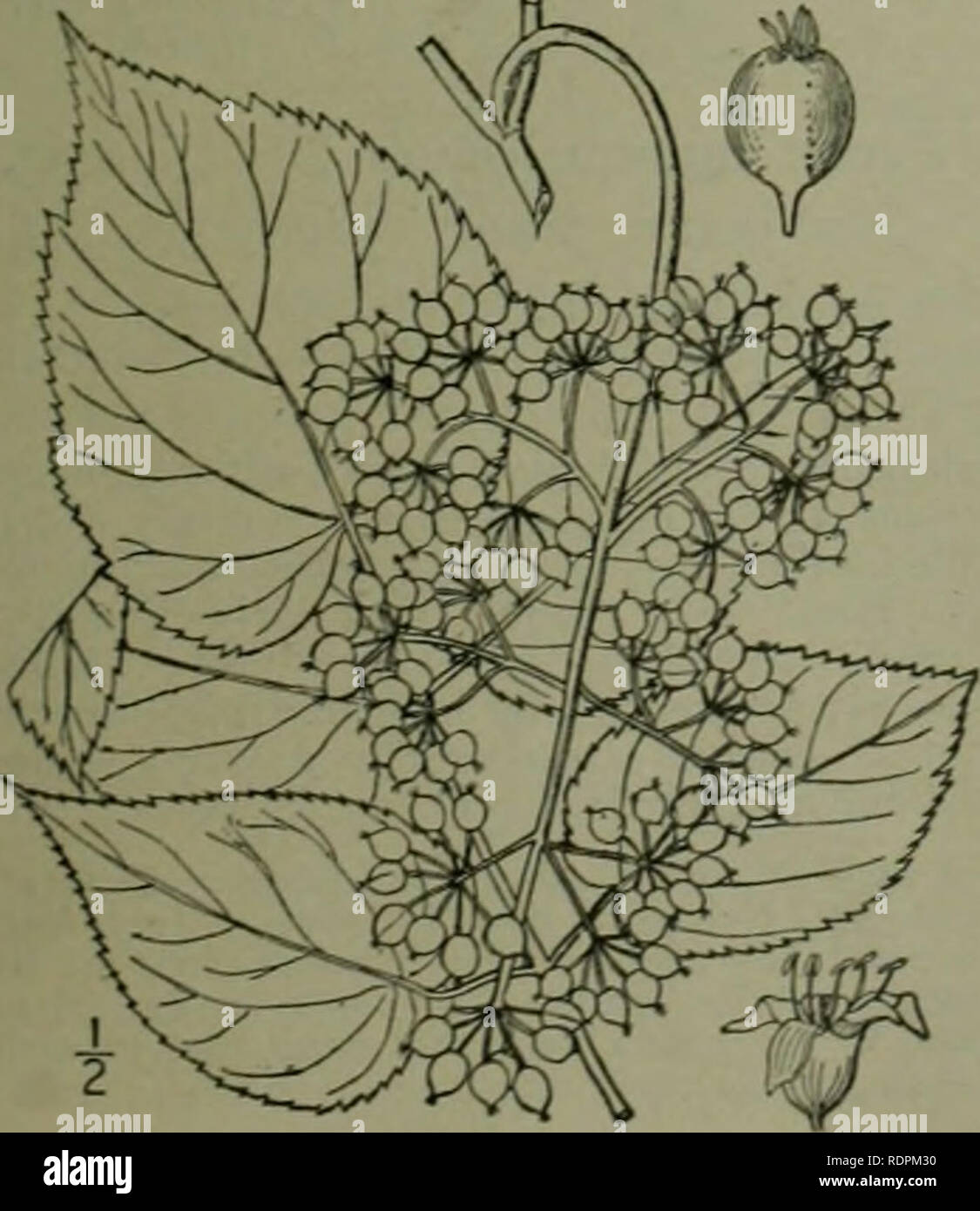 . An illustrated flora of the northern United States, Canada and the British possessions : from Newfoundland to the parallel of the southern boundary of Virginia and from the Atlantic Ocean westward to the 102nd meridian. Botany. GIXSEXG FAMILY. About 52 genera and 475 species, widely distributed in temperate and tropical regie Leaves compound. Herbs, shrubs or trees ; leaves alternate, decompound ; sty'es 5. Herbs : leaves verticillate. digitately compound ; styles 2-3. Leaves palniately lobed ; styles 2. 1. Aralia. 2, Panax. J. Echinopan I. ARALIA [Tourn.] L. Sp. PL 273. 1753. Perennial herb Stock Photo