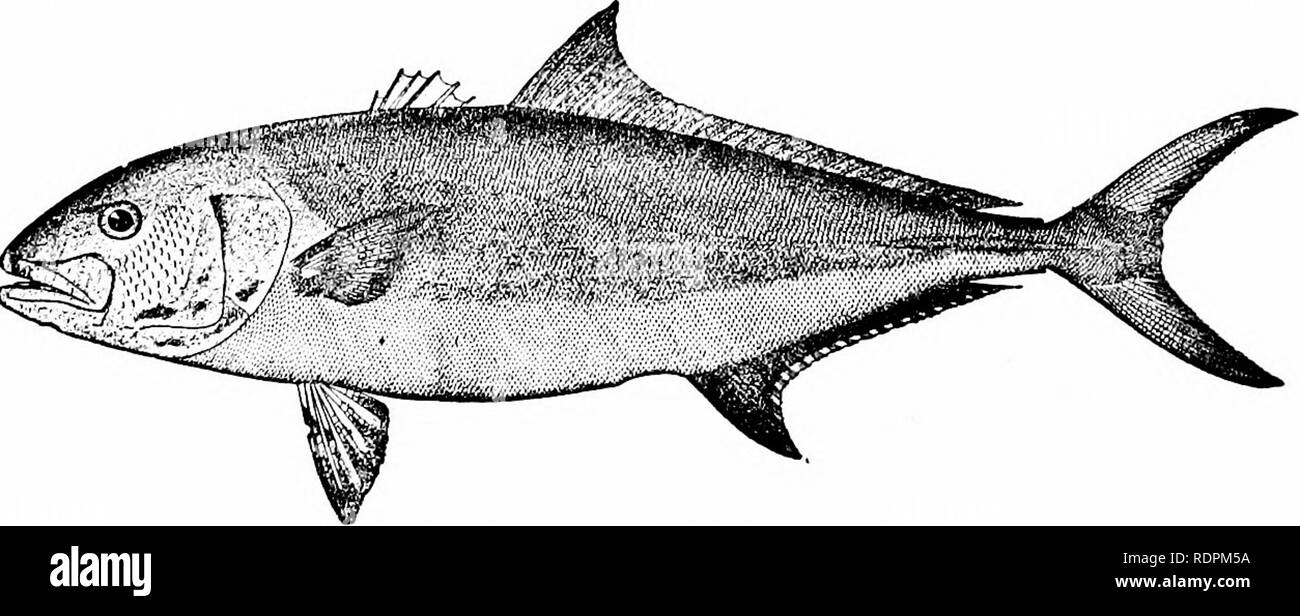 . Fishes. Fishes. Fig. 382.—Pilot-fish, Naucrates ductor (Linnaeus). New Bedford, Mass. Seriola dorsalis is the noted yellow-tail of California, valued by anglers for its game qualities. It comes to the Santa Bar-. FiG. 383.—Amber-fish, .-enola lalandi (Cuv. &amp; Val.). Family Carangidce. Wood's Hole. bara Islands in early summer. Seriola zonata is the rudder- fish, or shark's pilot, common on our New England coast. The banded young, abundant off Cape Cod, lose their marks with age. Seriola hippos is the &quot; samson-fish&quot; of Australia. Seri- ola lalandi is the great amber-fish of the W Stock Photo
