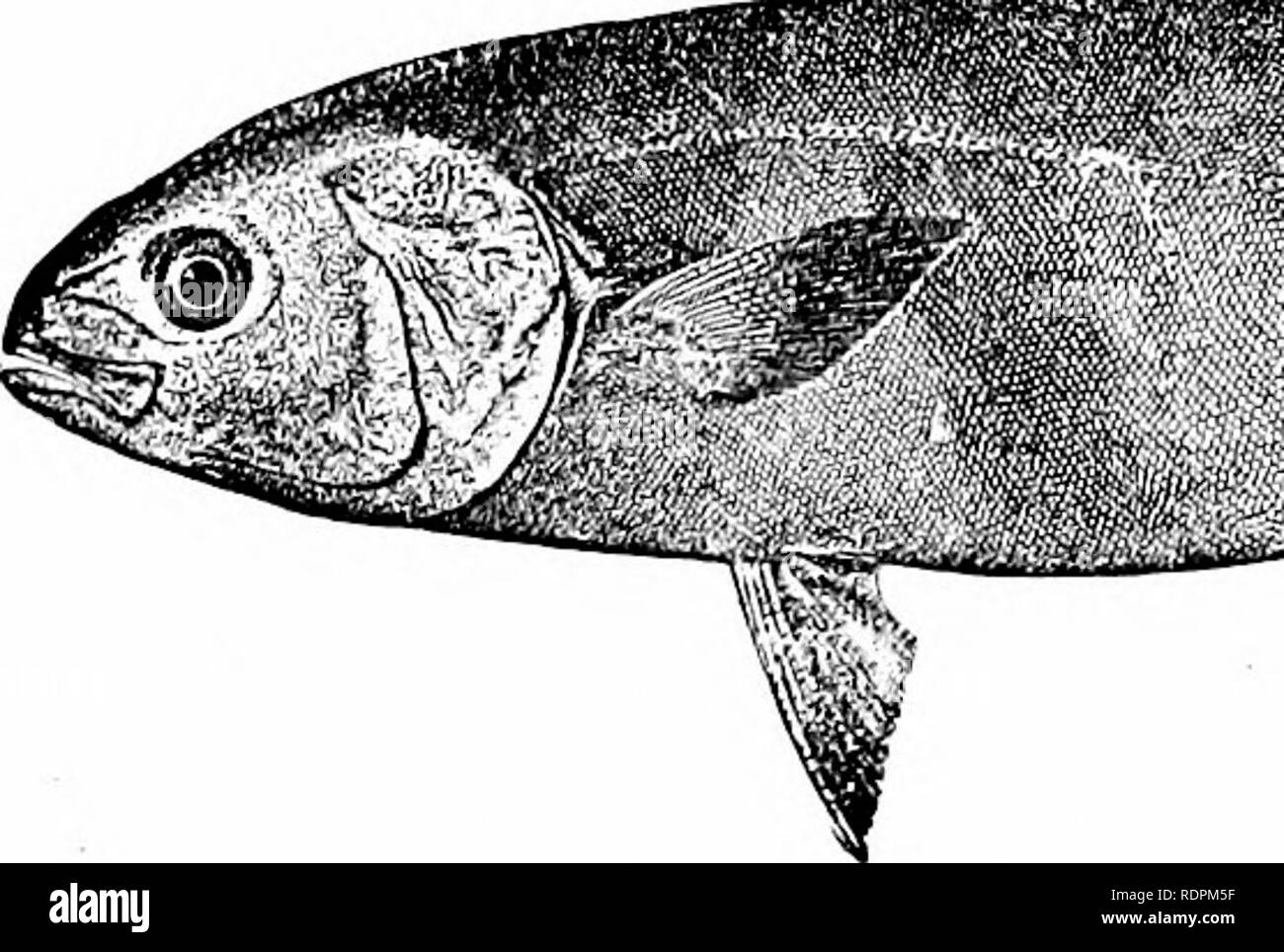 . Fishes. Fishes. 488 Cavallas and Pampanos nimerous, found in all warm seas, of fair quality as food, and range in length from two to six feet.. Fig. 382.—Pilot-fish, Naucrates ductor (Linnaeus). New Bedford, Mass. Seriola dorsalis is the noted yellow-tail of California, valued by anglers for its game qualities. It comes to the Santa Bar-. Please note that these images are extracted from scanned page images that may have been digitally enhanced for readability - coloration and appearance of these illustrations may not perfectly resemble the original work.. Jordan, David Starr, 1851-1931. New Stock Photo