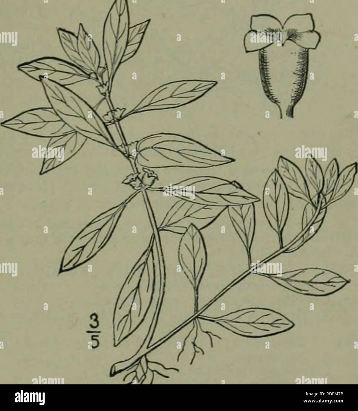 . An illustrated flora of the northern United States, Canada and the British possessions : from Newfoundland to the parallel of the southern boundary of Virginia and from the Atlantic Ocean westward to the 102nd meridian. Botany. Genus i. EVEXING-PIilMROSE FAMILY. 5-^5 B. Fruit indehisceni, nut-like. Calyx-tube obconic ; filaments with scales at the base ; ovary 4-celIed. 18. Gaiira. Calyx-tube filiform; filaments unappendaged : ovary i-celled. 19. Stcnosiphon. 2. Floral whorls of 2 parts. 20. Circaea. I. ISNARDIA L. Sp. PI. 120. 1753. Annual or perennial succulent herbs. Stems prostrate or de Stock Photo