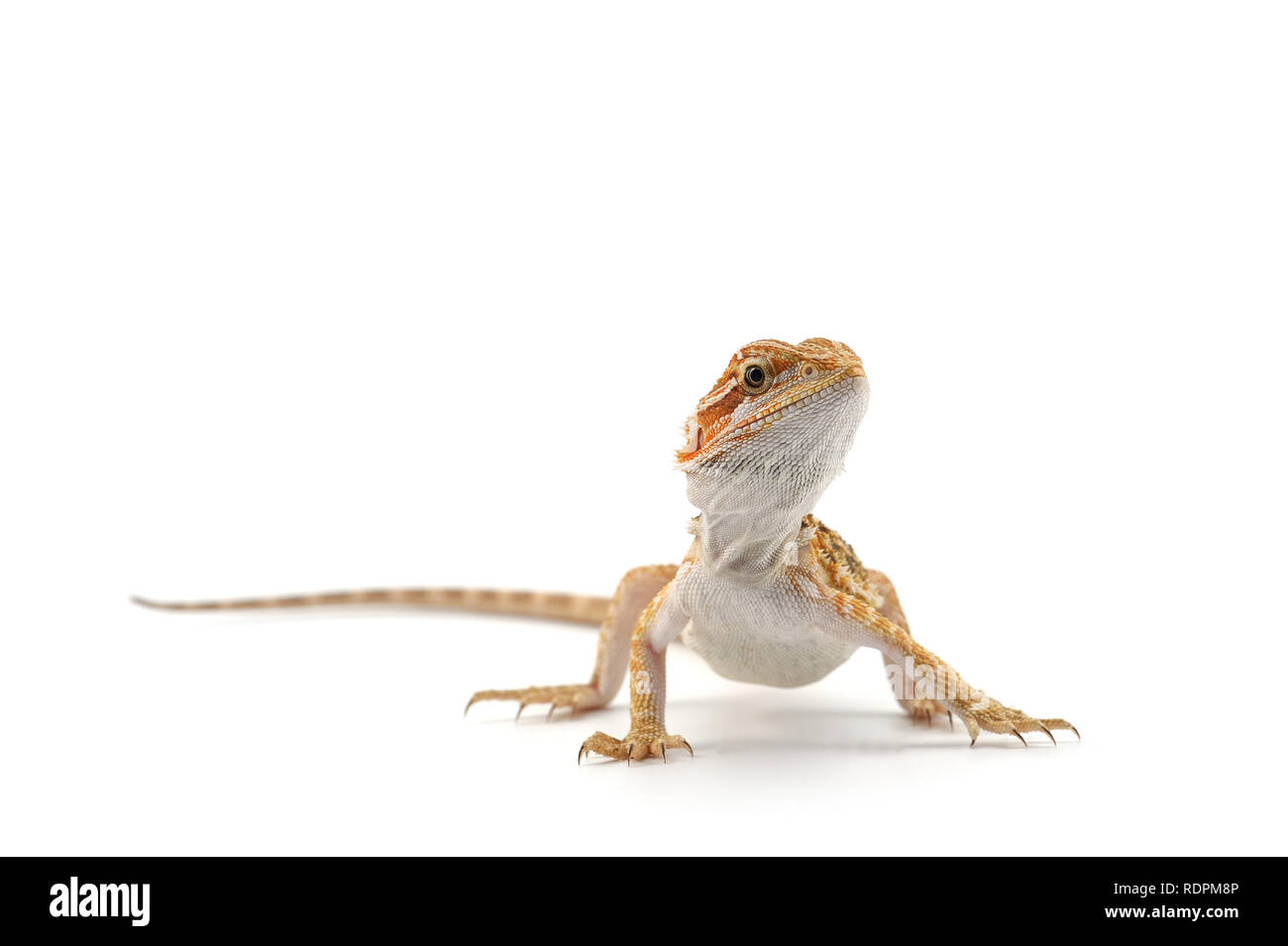 Bearded Dragon isolated on white background Stock Photo - Alamy