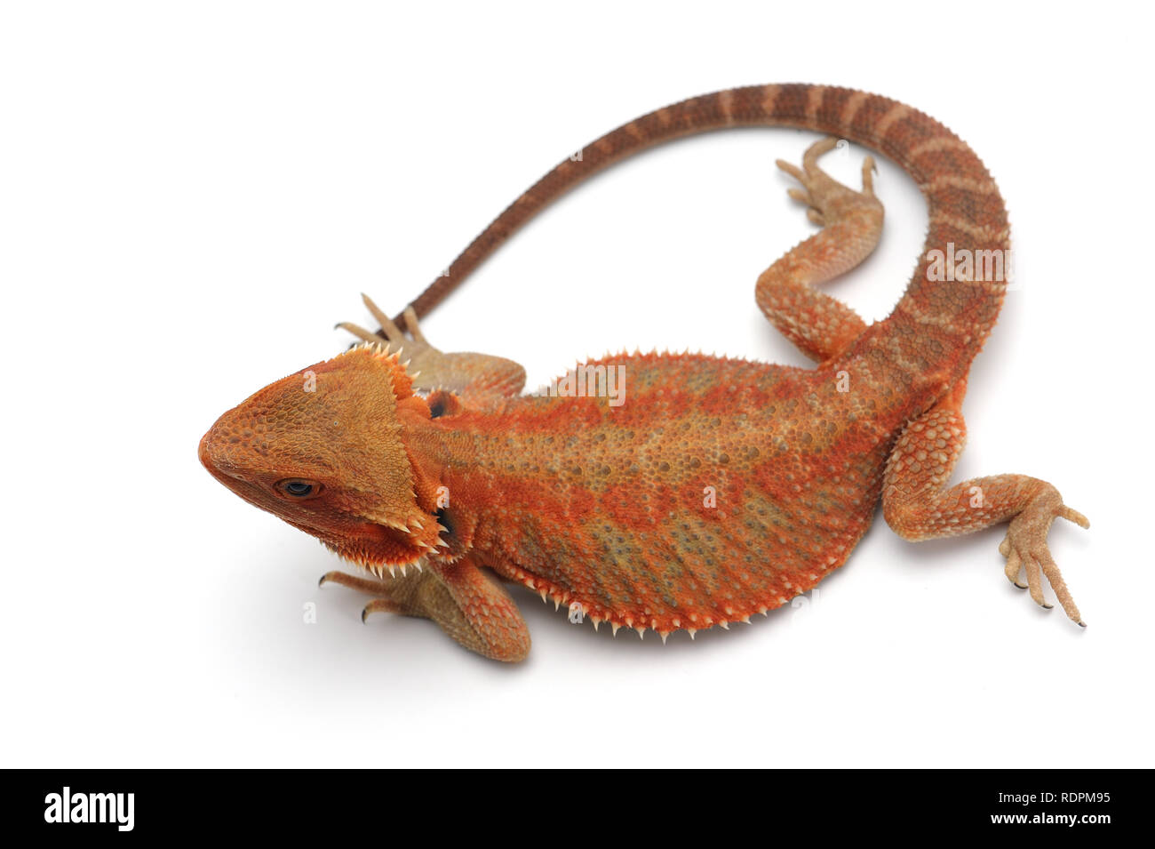 Bearded Dragon isolated on white background Stock Photo - Alamy