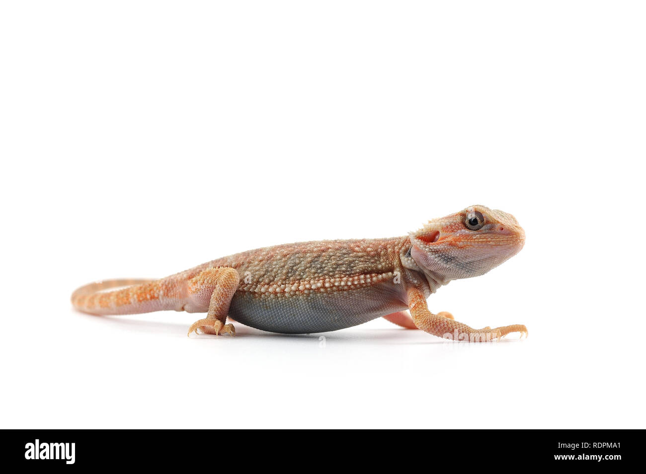 Bearded Dragon isolated on white background Stock Photo - Alamy