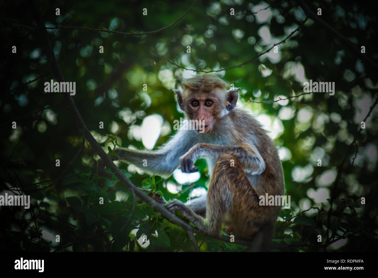 Babymonkey hires stock photography and images Alamy