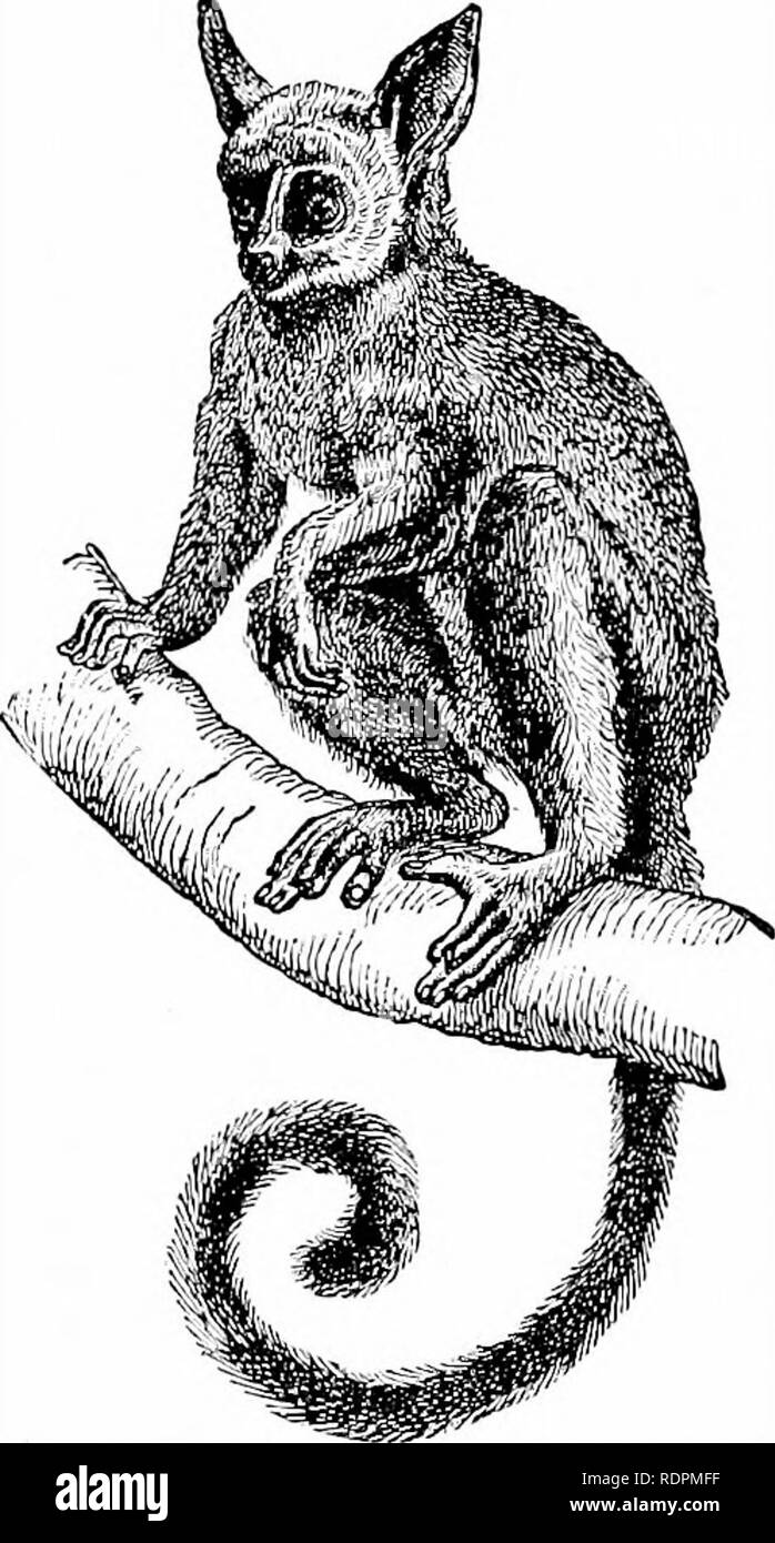 Dwarf lemur hibernation hires stock photography and images Alamy