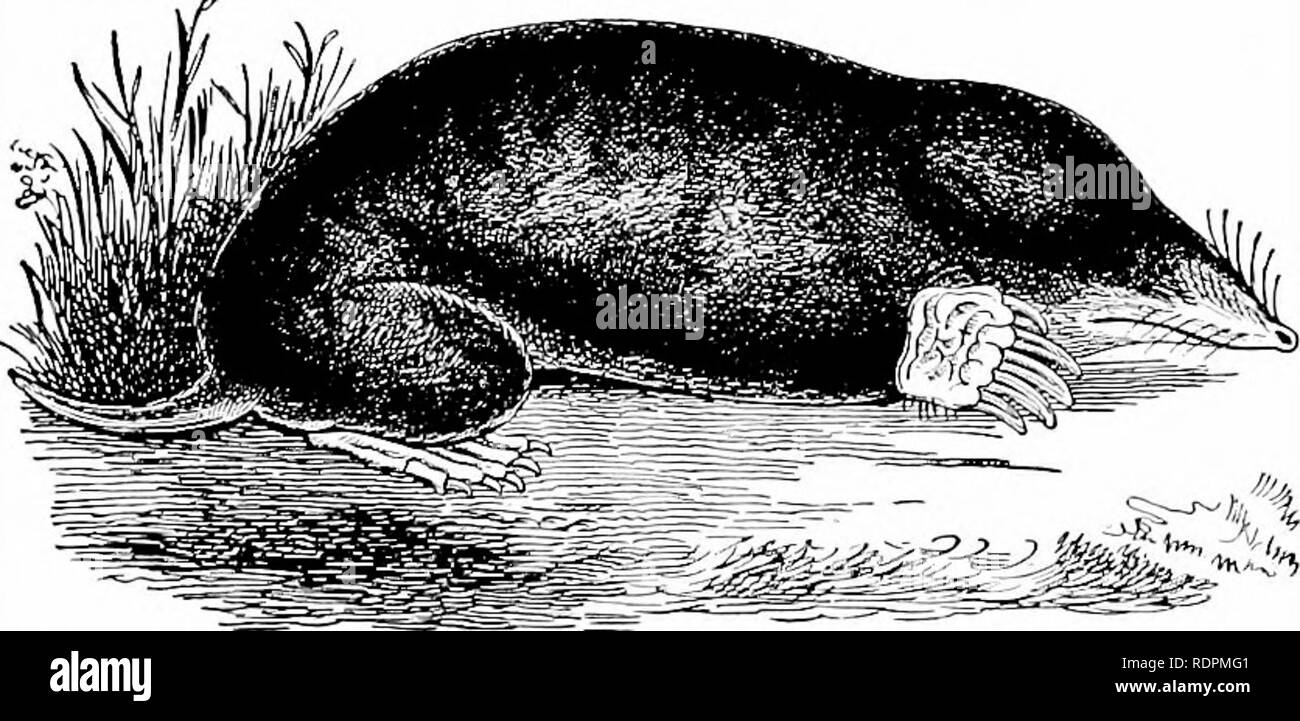 Burrowing Insectivore