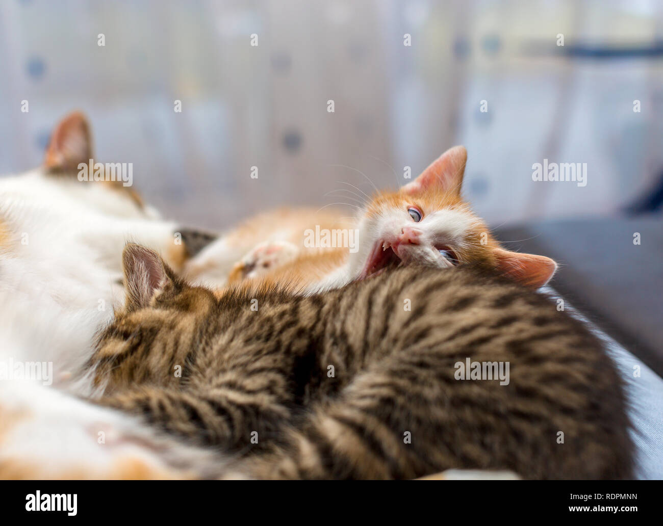 Mother cat nursing kittens hires stock photography and images Alamy