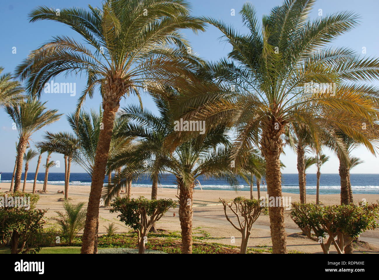 Palm trees on the beach at Port Ghalib in Egypt Stock Photo Alamy