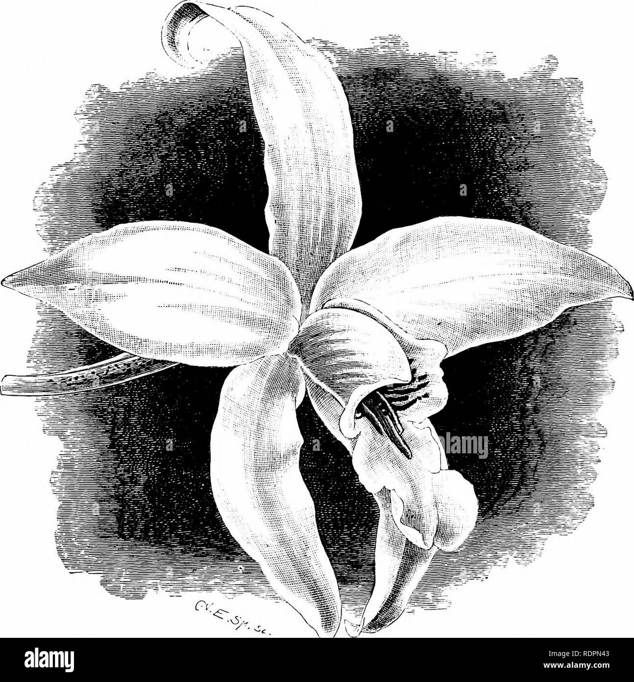 . The orchid-grower's manual, containing descriptions of the best species and varieties of orchidaceous plants in cultivation ... Orchids. 432 ORCHID-GEOWEH S MANUAL. L. ANCEPS WILLIAMSIANA, ,Sander.—A chaste variety of this favourite wiuter-flowering Orchid, in which the ])seudobull)S are much shorter and rounder than in the other white forms; the sepals and petals are pure white, of. LAELIA AXCEPS WILLIAMStANA. (From the GanU'iieris Clironiclc.) good form and substance, and the lip white, having a yellow disk and a yellow throat distinctly striped with deep crimson-puriile. It blossoms durin Stock Photo