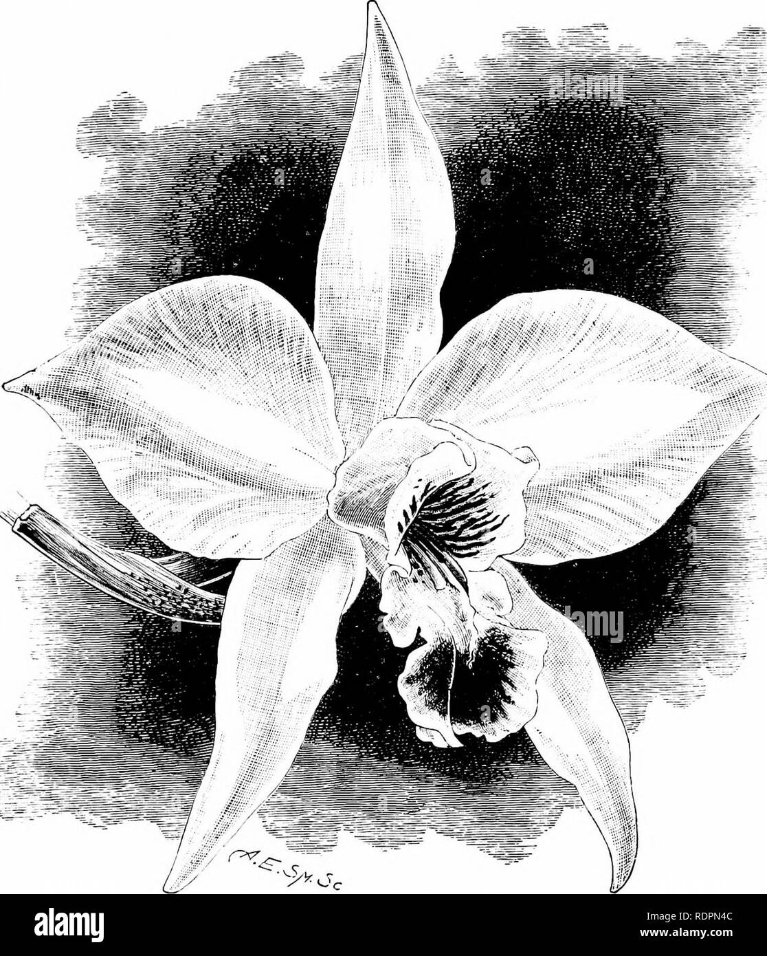 . The orchid-grower's manual, containing descriptions of the best species and varieties of orchidaceous plants in cultivation ... Orchids. LAELIA. 429 |iurple near the extremity, the whole Ijeiiig broadly margined with white.â Mexico: Juquila. Fig.â Warner, Sd. Orch. PL, ii. t. 34 ; Omhid Alhum. i. t. 44 ; Floral Mag., t. 530 ,â Jrnnin/j.i, Orch., t. 6 ; fiard. ('kron., 3rd ser., 1887, i. p. 424, f. 82 ; Vi-Uch'.i Man. Orch. Pi!. ii. p. .58 ; Gardening Wiirld, i-x. p. 2'J5.. LAELIA ANCEPS DAWSONI. (From the Gardeners' Chronicle.) L. ANCEPS DELICATA, Hort.âA distinct and handsome form, with sca Stock Photo