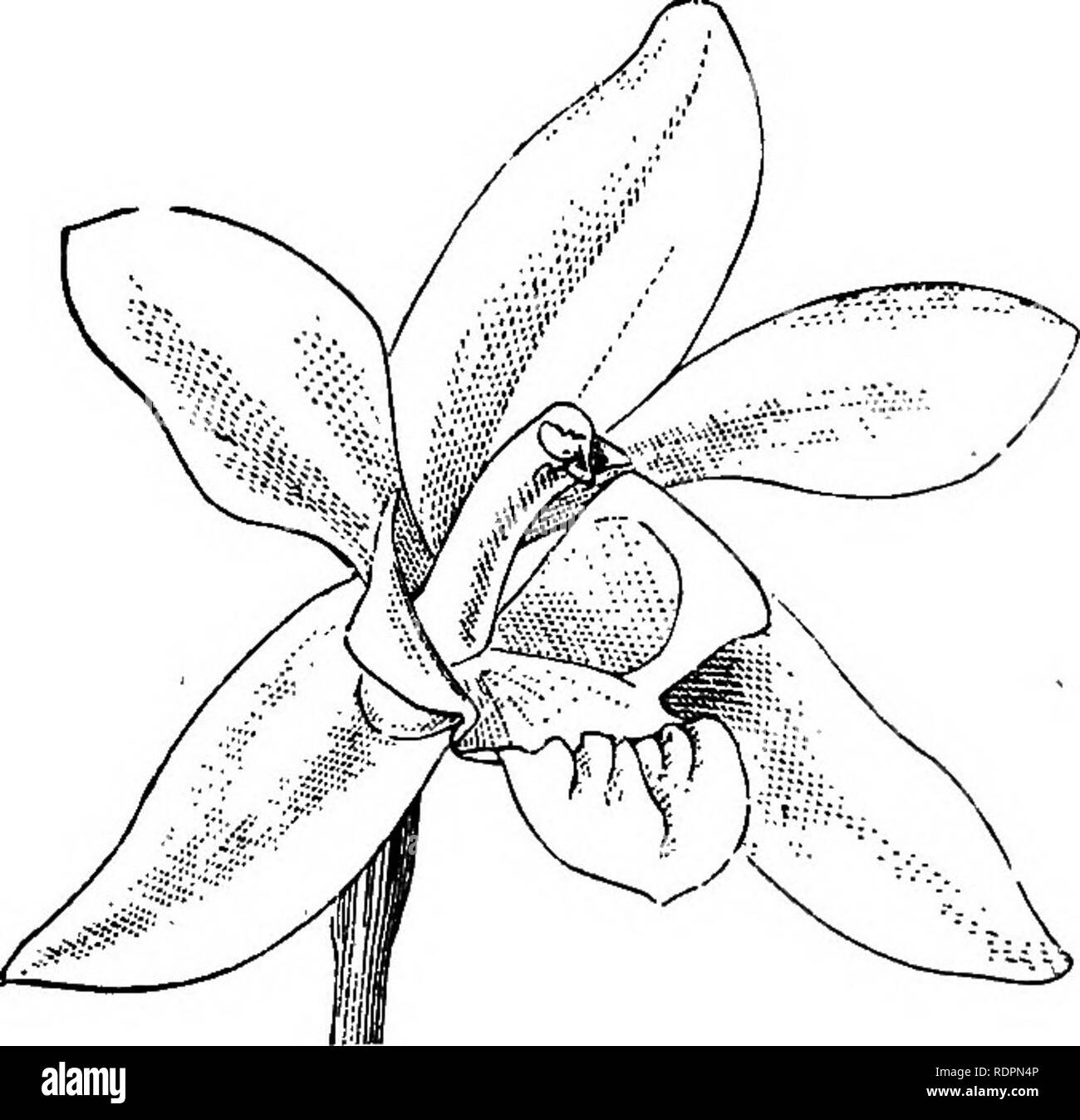 . The orchid-grower's manual, containing descriptions of the best species and varieties of orchidaceous plants in cultivation ... Orchids. 424 ORCHID-GROWERS MANUAL. lip having a lovely purple spot on its base; they vary, however, in colour, some being almost pure white, some pencilled with rose, and some white and yellow. According to Descourtilz, the scentless flowers remain fresh in their native forests from September or October till the following May. There is a variety inaxima with much larger flowers.—Brazil. Fig.—Sot. Mag., t. 5541 ; Lindenia, iii. t. 114 (var. maxima). I. TENERA.—See I Stock Photo