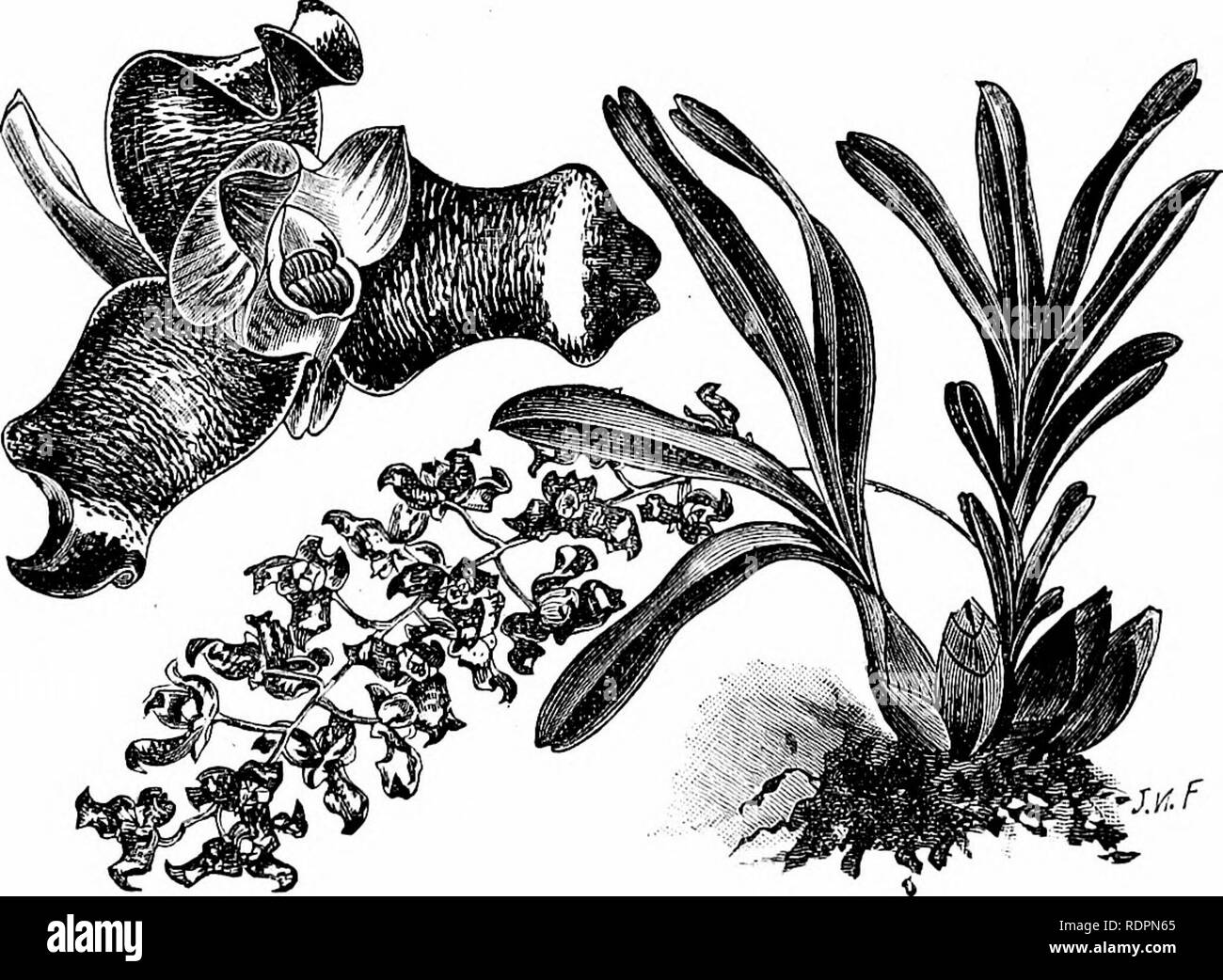 . The orchid-grower's manual, containing descriptions of the best ...