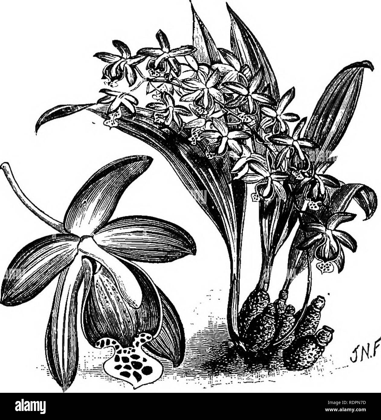 . The orchid-grower's manual, containing descriptions of the best species and varieties of orchidaceous plants in cultivation ... Orchids. ESMERALDA. 397 numerous handsome flowers; the sepals and petals are spreading oblong obtuse, dull orange-yellow with reddish-purple margins-, the lip is about the same length, three-lobed, the disk Striated and lamel- late, with a dull crest, the broad lateral lobes involute, and the front lobe much smaller, orbi- cular, and obsourely omarginate, white with dark purple spots, the other parts dull orange- red dotted with dark purple: The individual flowers a Stock Photo