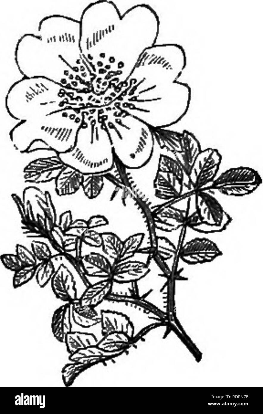 . My garden, its plan and culture together with a general description of its geology, botany, and natural history. Gardening. Fig. 562.—White Noisette Rose. Fig. 563.—Yellow Banksian Rose. Fig. 563 a.—Macartney's Rose. varieties cover extensive surfaces. When they put forth their flowers in bunches with thousands of blossoms, there is hardly anything more beautiful to be seen. In this country they are apt to be killed down —even when the stems are as thick as the wrist—during severe winters. The Macartney roses {R. bracteata, fig. 563 a) produce a fine eff'ect against a wall in summer, when th Stock Photo