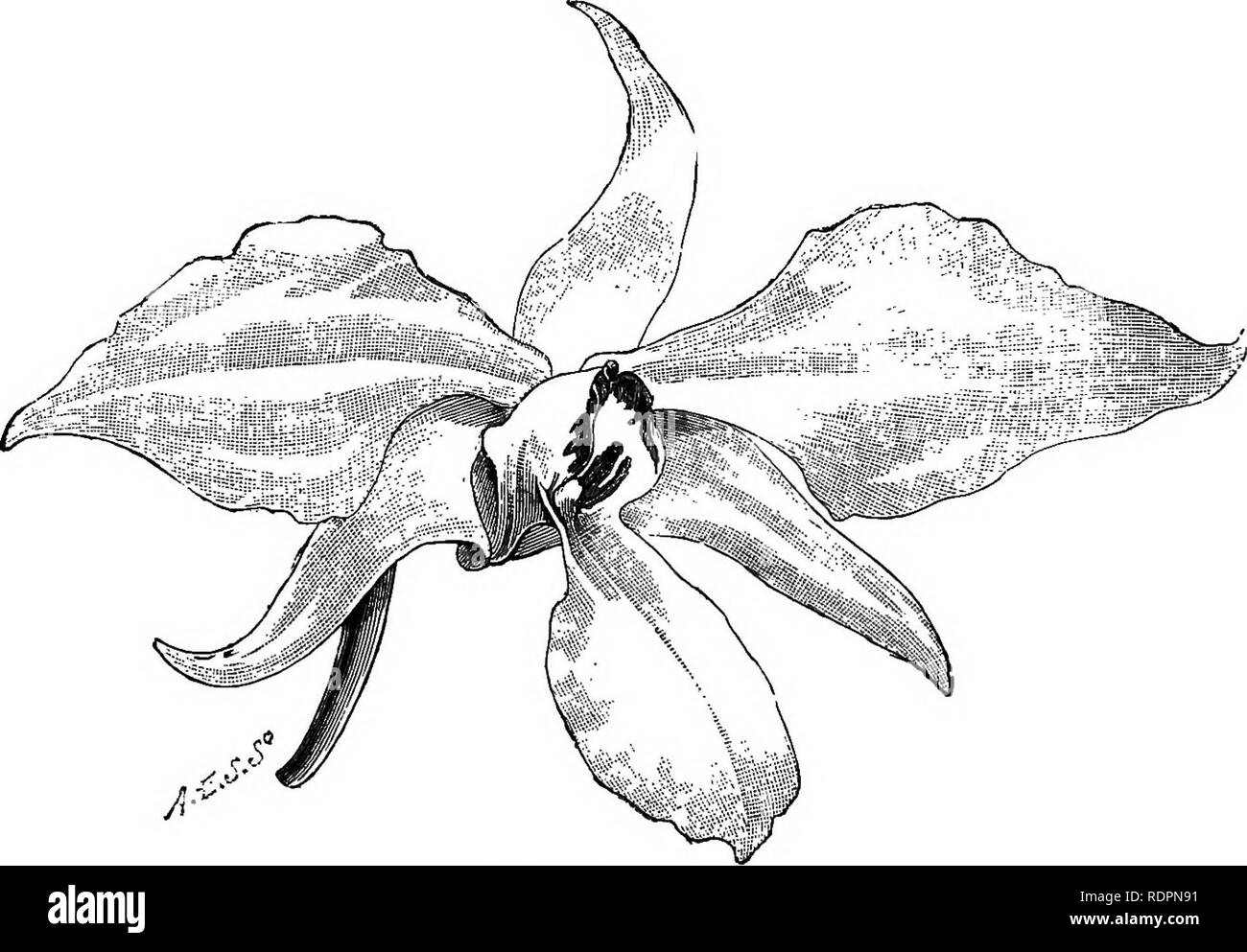 . The orchid-grower's manual, containing descriptions of the best species and varieties of orchidaceous plants in cultivation ... Orchids. â 348 ORCHID-GROWERS MANUAL. stems bear a few lanceolate acuminate leaves on their upper part, and opposite to them at the nodes a four- or five-flowered raceme of extremely beautiful flowers, which are flattened vertically so as to appear half expanded, and consist of lanceolate sepals, oblong lanceolate broader petals of a bright pinkish-rose, and a spathulate-trapeziform lip, which is white in the lower part, with small purple spots in the throat, a larg Stock Photo