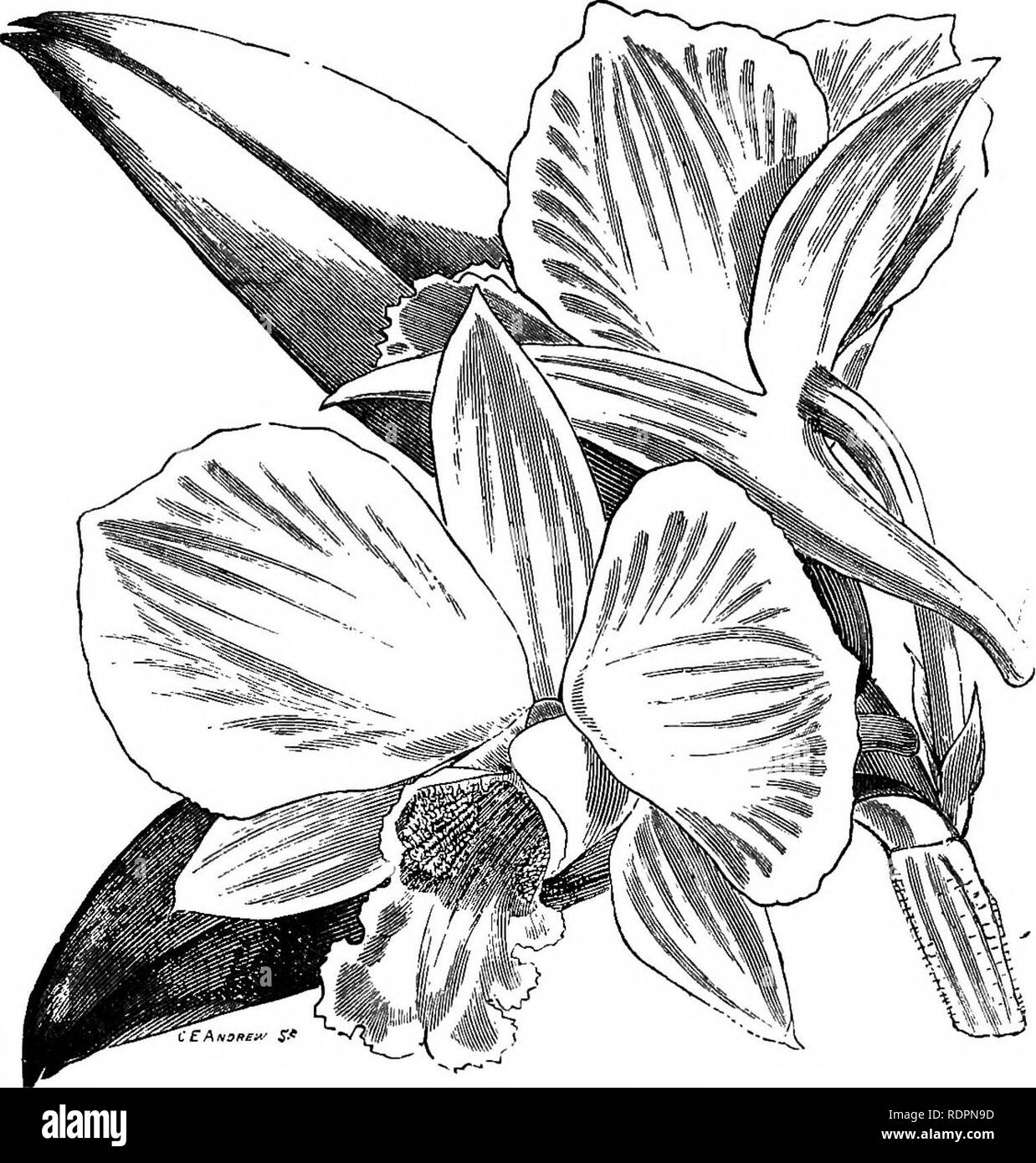. The orchid-grower's manual, containing descriptions of the best species and varieties of orchidaceous plants in cultivation ... Orchids. DENDROBIUM. 343 spring and summer. This, as well as the preceding species, succeeds best in the cool house. It is a grand exhibition plant, and its flowers last in perfection for several weeks if kept from the damp.âMouhnein. pli Fia.âFloi-hf and Pom., 1869,p. 187, with fig. ; Orc?iid Album, v. t. 221 â L'Orchido- di;hS&amp;,^.l%%: Gardening World, iii. â p. irZ. D. JAPONICUM. DENDROBIUM JAMESIANUM. (From tlio Gardeners' Chronicle.') -See D. MONiLiroKME. D Stock Photo