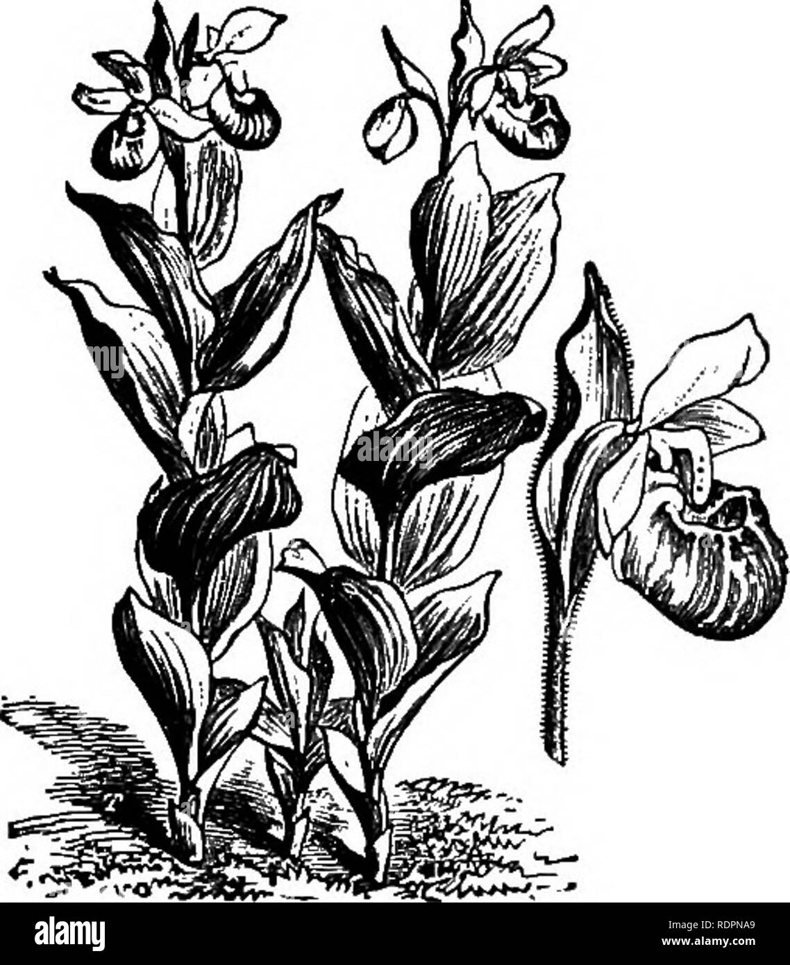 . The orchid-grower's manual, containing descriptions of the best species and varieties of orchidaceous plants in cultivation ... Orchids. CYRTOPERA. 317 C. WIACRANTHUM, 8'wartz.âOne of the finest and most distinct of tho terrestrial section. It grows about 10 inches high, has oblong acute leaves, apd produces its charming large purple flowers early in June.âSiberia; Altai. 'Fm.âBot. Mag., t. 2938 ; Bof. Re//., t. 1534 ; Gmcl Sibir., i. p. 2, t. 1 ; Uoultcr, First Cent. Orch. PL, t. 100; L'OrehidophUe, 1887, p. 175. C. PARVIFLORUM, Salish.â^A handsome fragrant species, somewhat re- sembling C. Stock Photo