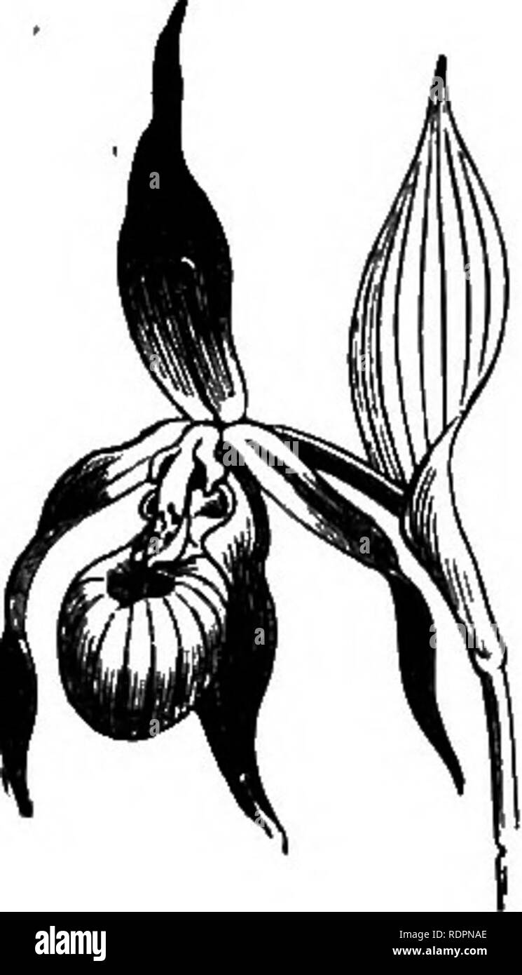 . The orchid-grower's manual, containing descriptions of the best species and varieties of orchidaceous plants in cultivation ... Orchids. 316 ' orchid-gkower's manual. is ovate, the lower sepals and the petals nearly linear, dull green, streaked with reddish-brown.—Canada. VlQ.—Bot. Mag'., t. 1569 ; Lodd. Bot. Cah., t. 1240 ; Sweet Brit. Fl. Card., t. 213 ; L' Orchidoylillc, 1887, p. 175. C. CALCEOLUS, Linn.—This, though a British species, is so rare and beau- tiful, that it well deserves a place in every collection. It grows about a foot high; the leaves are oval, smooth, and dark green; the Stock Photo