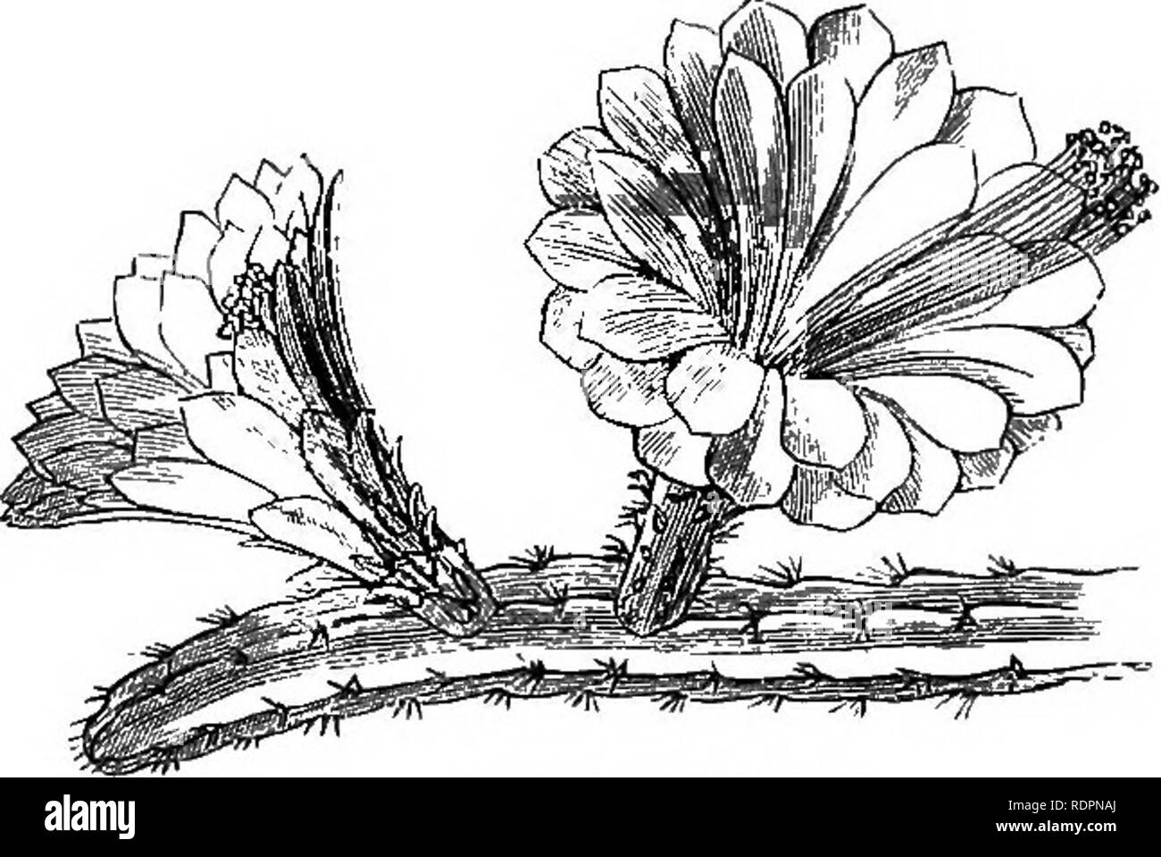 . My garden, its plan and culture together with a general description of its geology, botany, and natural history. Gardening. Fig. 523.—EcWnocactus tubifloms. &quot;&quot;-^ Fig. 524a.—Stapelia Plantii. Fig. 524.—Cereus grandiflorus. in a hot, dry border, and the one figured (fig. 523) shows well the splendour of their flowers. The Creeping Cereus is a common species, easily flowered. The Mid- night Cefeus {Cereus grandiflorus, fig. 524J comes into flower towards evening with great rapidity, and then may be cut, when it will last three or four days. Cacti are desirable plants to grow in greenh Stock Photo