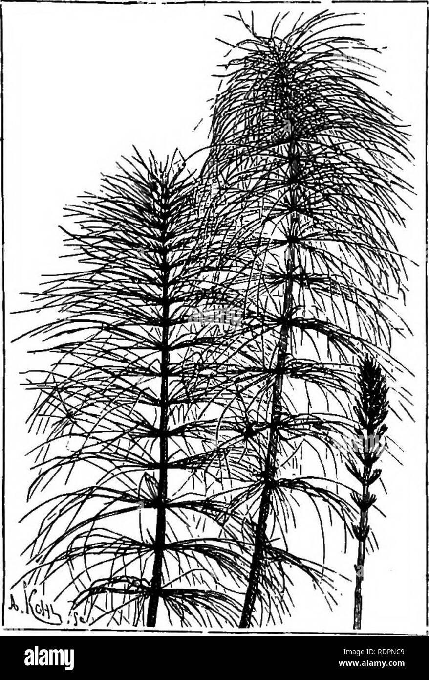 . The wild garden, or the naturalization and natural grouping of hardy exotic plants with a chapter on the garden of British wild flowers. Gardens; Wild flowers. 256 The Wild Garden England, more so than Carex Pseudo-cyperus, which grows well in a foot or two of water, or on the margin of a muddy pond. Carex paniculata forms a strong and thick stem, sometimes 3 or 4 feet high, some- what like a tree-fern, and with luxuriant masses of falling leaves, and on that account is transferred to moist places in gardens, though the larger specimens are difficult to remove and soon perish. Scirpus lacust Stock Photo