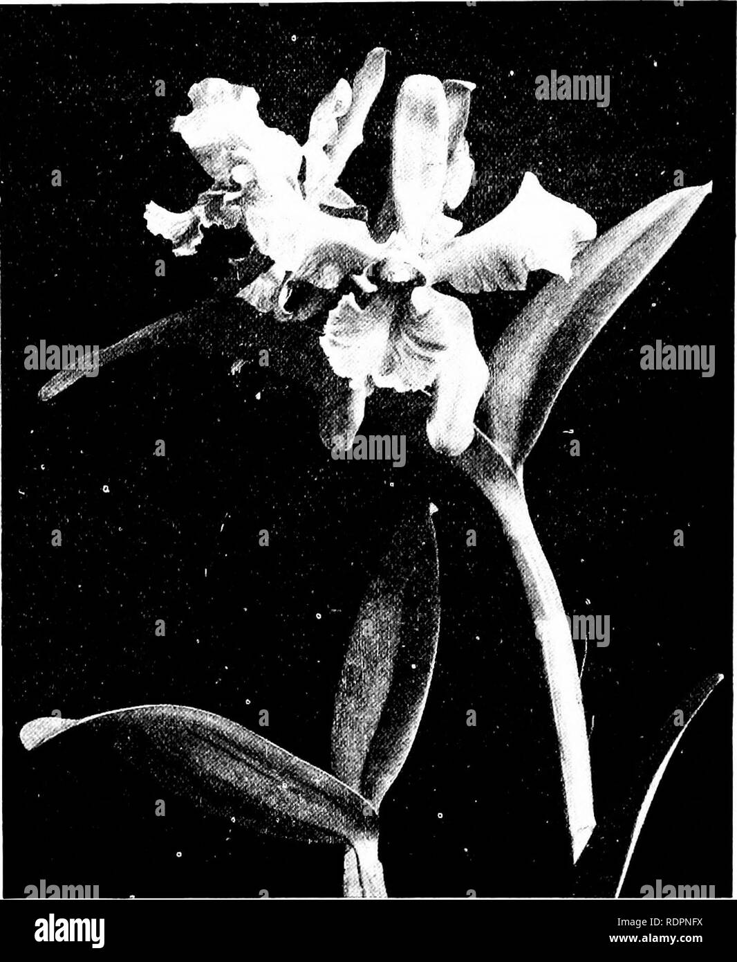 The Orchid Stud Book An Enumeration Of Hybrid Orchids Of Artificial Origin With Their Parents Raisers Date Of First Flowering References To Descriptions And Figures And Synonymy With An Historical Introduction And