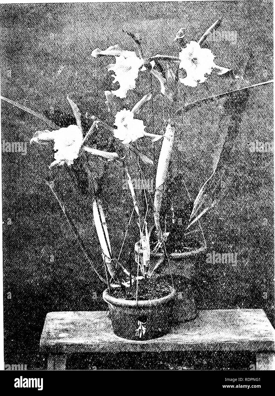 . The orchid stud-book: an enumeration of hybrid orchids of artificial origin, with their parents, raisers, date of first flowering, references to descriptions and figures, and synonymy. With an historical introduction and 120 figures and a chapter on hybridising and raising orchids from seed. Orchids. 48 THE ORCHID STUD-BOOK. [Part II. , 19. B.-c. X Yeitchii (B. Digbyana x C. Mossise 2 ), O. R. 1902, 83.— Veitch, 1889. Lrelia x Digbyano-xMossia?, G. C. 1889, i. 630, 657, 658, f. Ill; Onhidoph. 1889, 175, 176, f. : G. II*. 1896, 598. f. L.-c. X Digbyano-Mossiae, G. C. 1889, i. 742; 0. A. x. t. Stock Photo