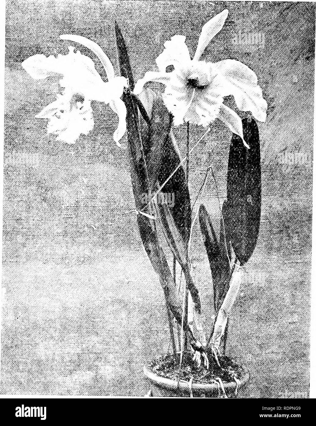 . The orchid stud-book: an enumeration of hybrid orchids of artificial origin, with their parents, raisers, date of first flowering, references to descriptions and figures, and synonymy. With an historical introduction and 120 figures and a chapter on hybridising and raising orchids from seed. Orchids. 46 THE ORCHID STUD-BOOK. Dart II. L.-c. Marona?, O.K. 1901, 329, f. 48. B.-c. .Madame Charles Maron, J.S.H.Fr. 1903, 650. —Garden. .10. B.-c. x Maroni (B. Digbyana x C. Mendelii ?), O./?. 1902, 84, 129, 130.—Maron, 1899. L.-c. &lt; Imperatrice de Russie, G.C. 1899, i. 174; O.K. 1899, 127: Rev. H Stock Photo