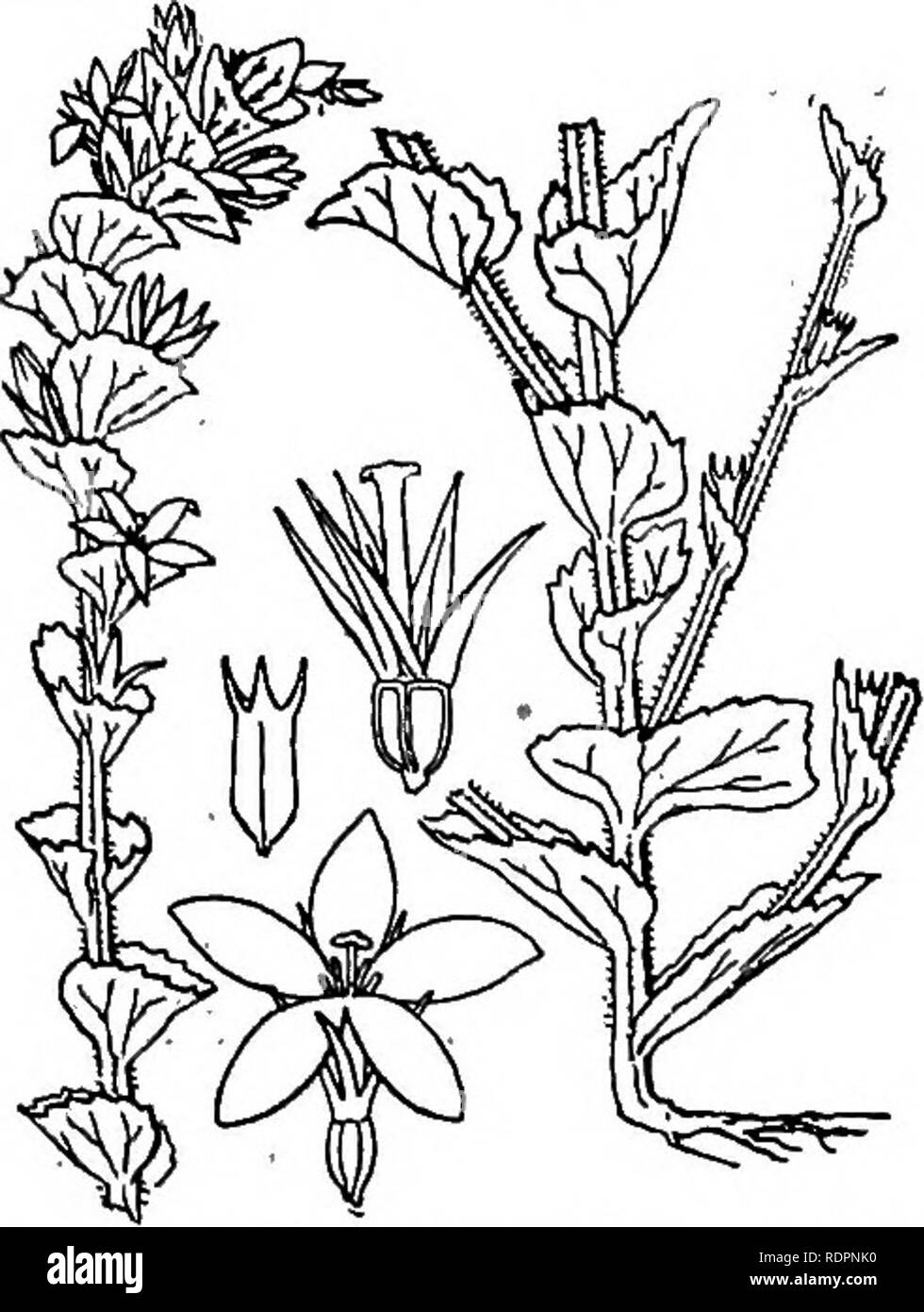 . The Indiana weed book. Weeds. WEEDS- OP THE BELL-FLOWER FAMILY. 141-. ovate, clasping the stem. Flowers solitary or 2-3 together in the axils of the upper leaves; corolla wheel-shaped, blue or violet, 4 inch or rnoije broad; stamens 5, separate. Capsule oblong, opening just below the middle. (Fig. 102.) Common in dry or sandy rather poor soil in southern Indiana; infre- quent northward. May-Sept. It oc- curs mostly in grain fields, thinly seeded meadows and waste places, the flowers closing by noon or mid- afternoon. Those on the lower part of the stem are usually rudimentary, without coroll Stock Photo
