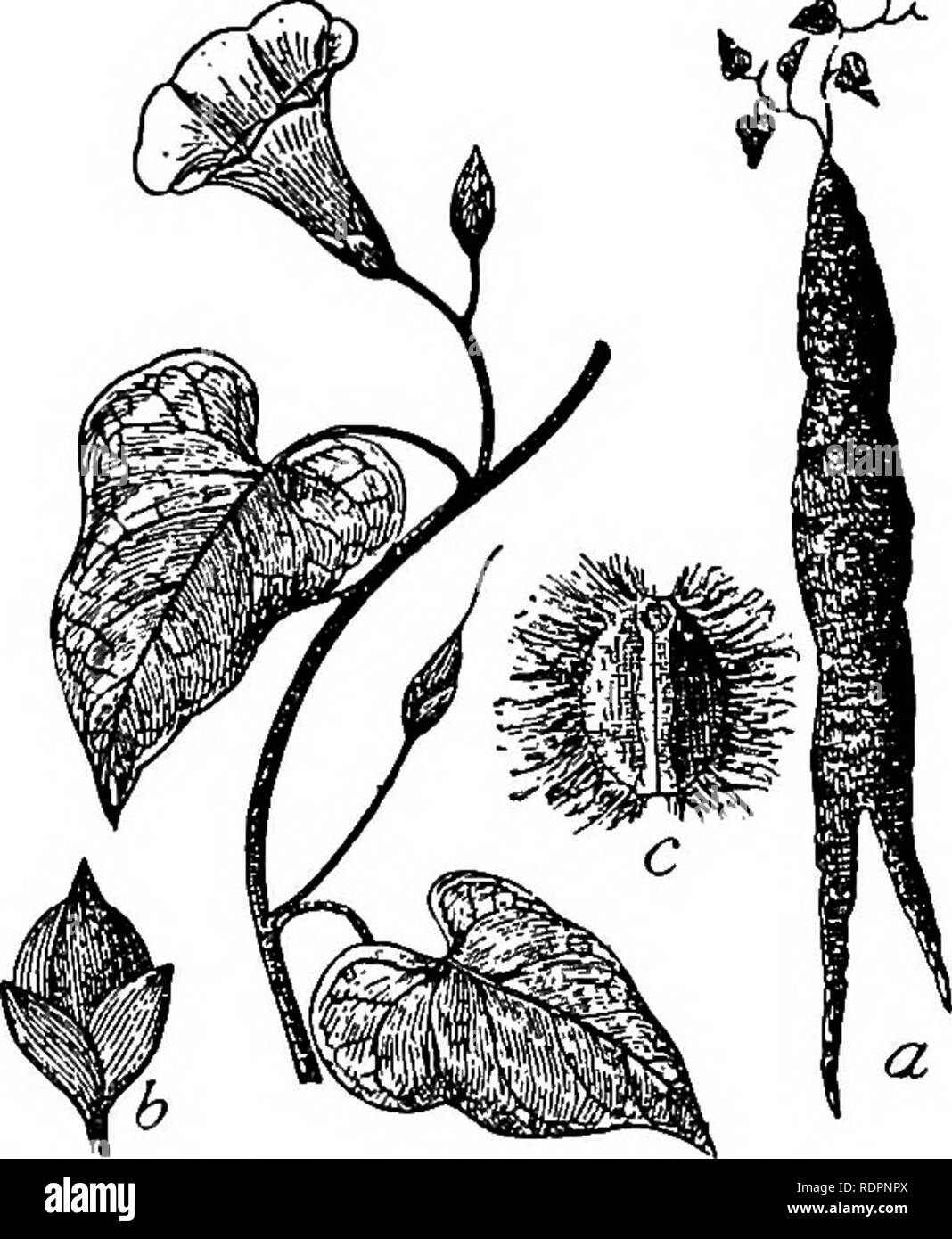 . The Indiana weed book. Weeds. 108 THE INDIANA WEED BOOK. noonday sun. God pity him who sees no beauty in a wild morning- glory, fresh from its natal bud! 71. Wild Sweet-potato. Man-of-the-Earth. (P. «3+ IPOMCSA PANDUBATA L. N. 2.) Stems long and stout, 2-12 feet long, trailing or twining from a huge fleshy root; leaves broadly ovate, pointed, heart-shaped at base, 2-6 inches long, sometimes constricted at sides so as to be hcldle-shaped. Flower- stalks long, 1-5 flowered; corolla funnel-form, 2-3 inches long, white or with purplish stripes in the throat. Capsule egg-shaped, 2-4 seeded, the s Stock Photo