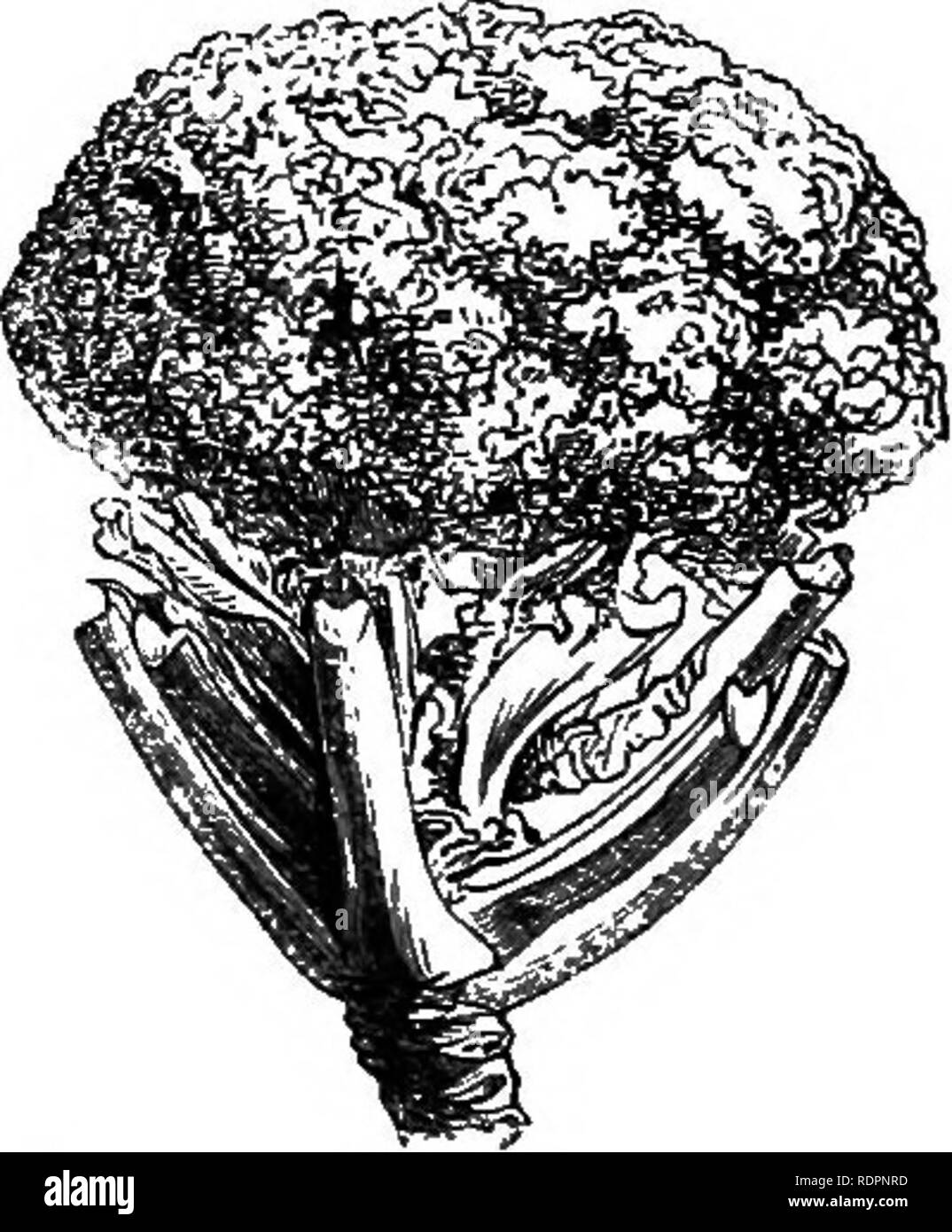 . My garden, its plan and culture together with a general description of its geology, botany, and natural history. Gardening. Fig. 15S.—Kohl Rabi,  diam.. Fig. 157. —Brussels SprouCSj  dlam. Fig. 159.—Cauliflower, J diam. Kohl Rabi {Brassica Carlo Rapes caudo, fig. 158) is sometimes grown at my garden for the cattle. Occasionally we have cooked it by way of experiment, but it is, at best, an indifferent vegetal. The seed is sown in February and planted out in May, when by autumn the bulbs are fairly formed. It is particularly adapted for dry summers, as the hotter and drier the summer, the f Stock Photo