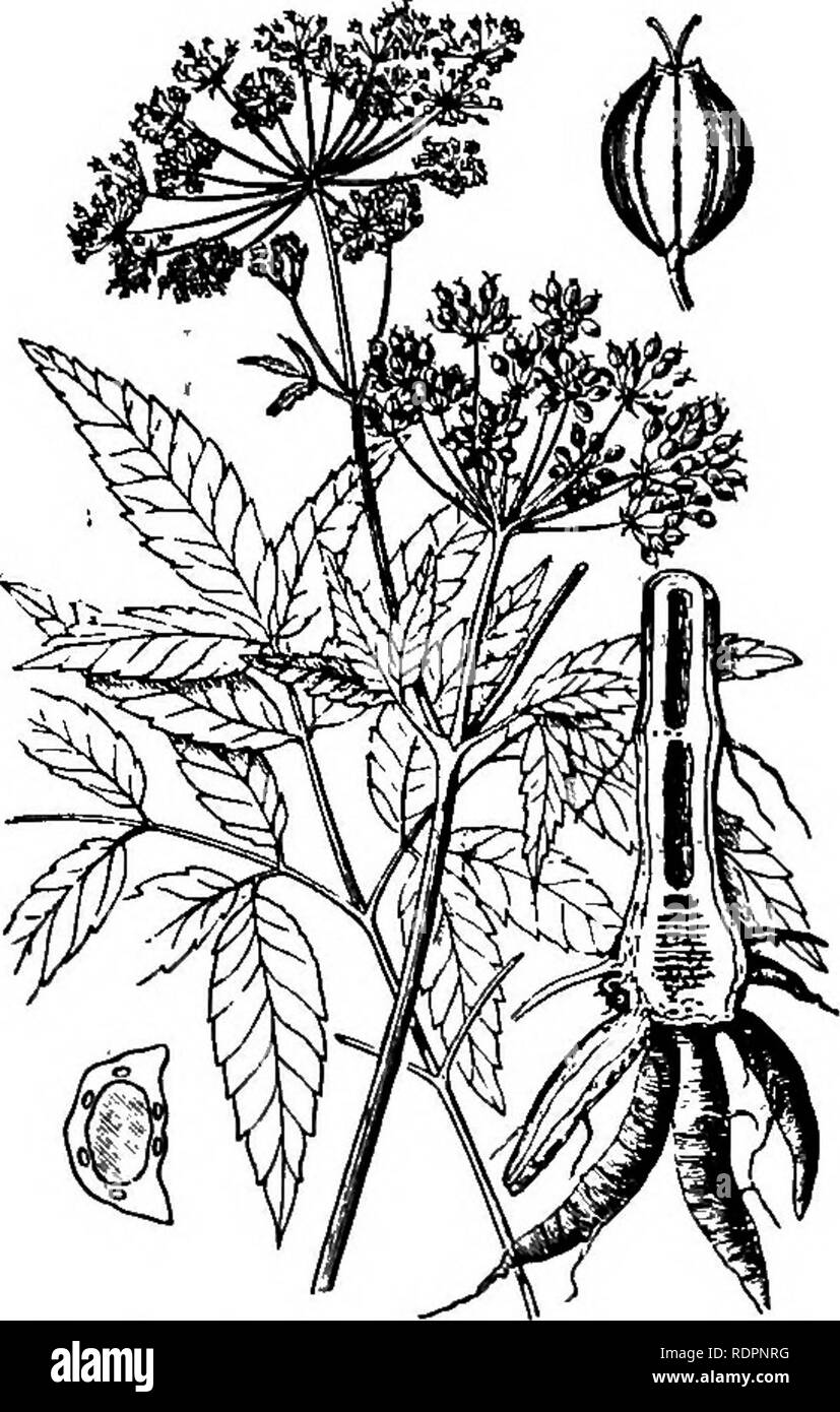 The Indiana weed book. Weeds. WEEDS 'OP TITI? PARSLEY FAMILY. 103 not  flattened. They occur frequently along banks, ditches and roadsides.  Remedies tlie sa'me. 60. Cicuta MAtui.ATA L,. Water Hemlock. Spotted