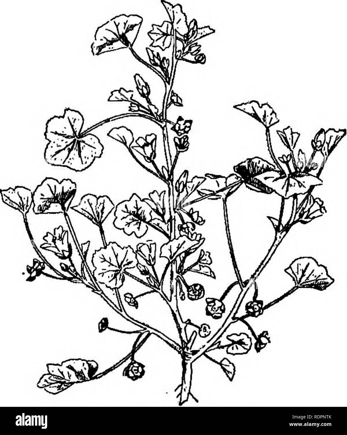 . The Indiana weed book. Weeds. 96 TtJK lNDTASTA WEED BOOK. hock