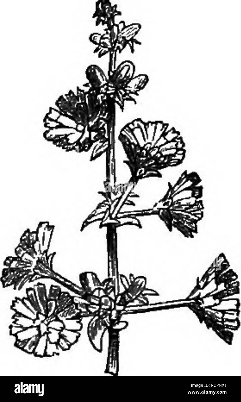 Chicory Black And White Stock Photos Images Alamy