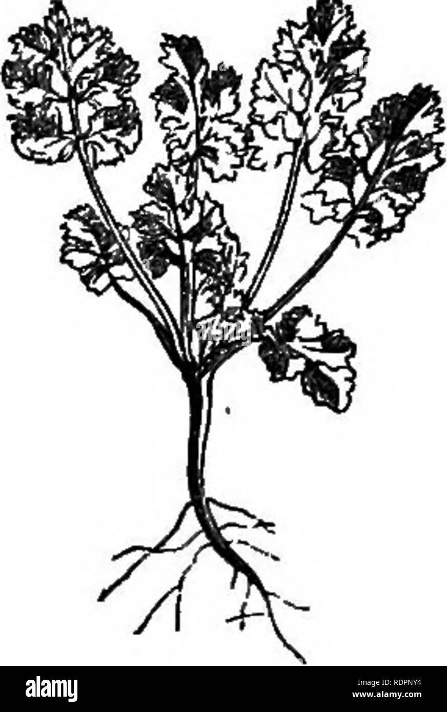 . My garden, its plan and culture together with a general description of its geology, botany, and natural history. Gardening. Fig. 127.—Australian Cress. Fig. 128.—Curled Cress. The Curled Cress {Lepidium sativum, fig. 128) is also used for salad, and is likewise good in early spring, especially when grown in the orchard-house. We always grow a reasonable proportion. Where water-cresses cannot be obtained, the American Cress {Barbarea prcecox) may be grown ; otherwise it may be dispensed with altogether, as an- inferior salad plant. The Lettuce {Lactuca sativd) is a highly important salad plan Stock Photo