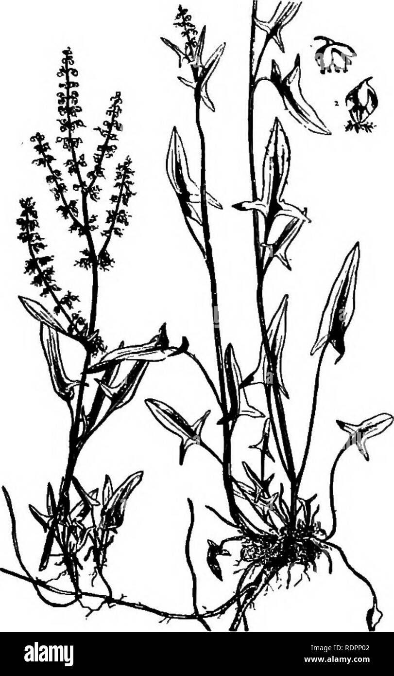 . The Indiana weed book. Weeds. WEEDS OF THE BUCKWHEAT PAMILY. 63 The Buckwheat Family.—POLYGONACE.E. Herbs or twining vines with alternate entire leaves, jointed stems and usually sheathing united stipules just above the swollen joints. Flowers small, regular, arranged in various forms of in- florescence : petals none; calyx free, often colored, 2-6 parted; sta- mens 2-9; ovary 1-celled with 2 or 3 styles and a single ovule. Fruit an achene, usually either triangular or 4-sided, often com- pressed and winged, usually covered by the persistent calyx. About 35 species of the family grow wild in Stock Photo